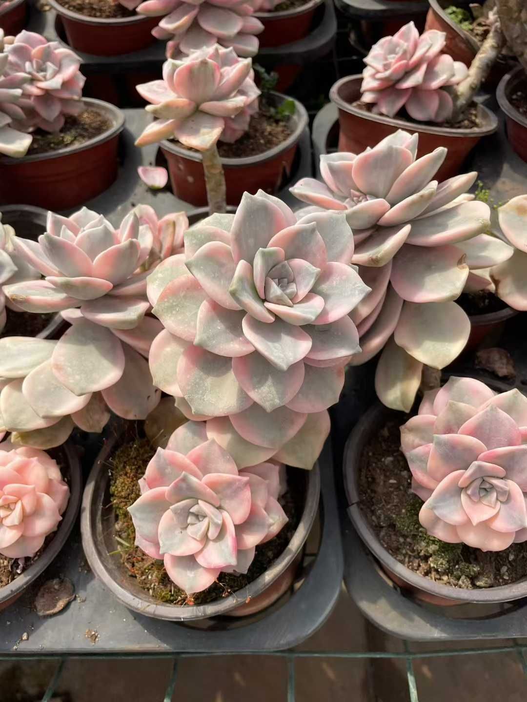 新入荷 15株の抜き苗セット シラクニシキ 多肉植物 佐川急便発送