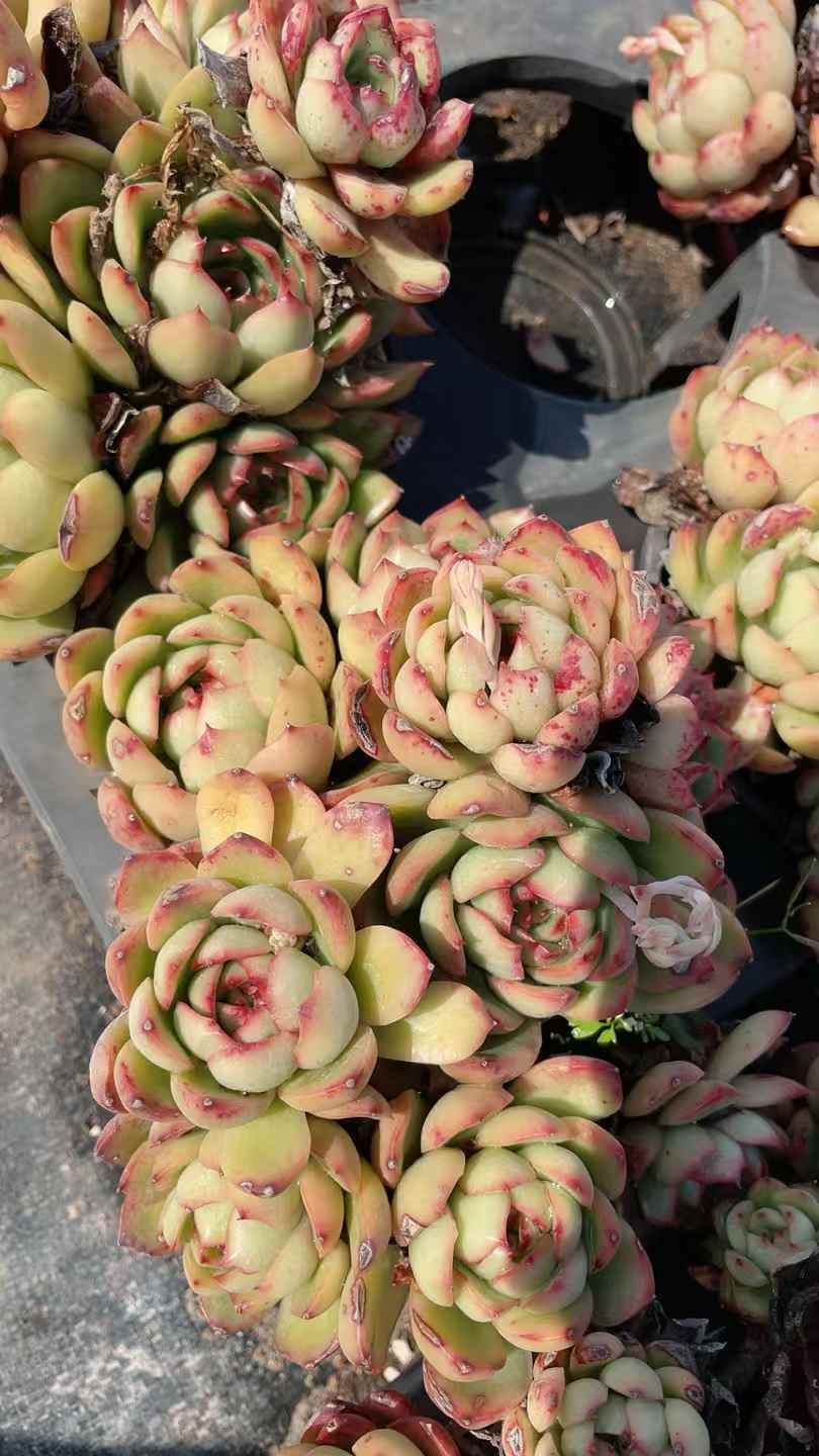 15株の抜き苗セット】ピンクラウル 多肉植物 佐川急便発送 エケベリア