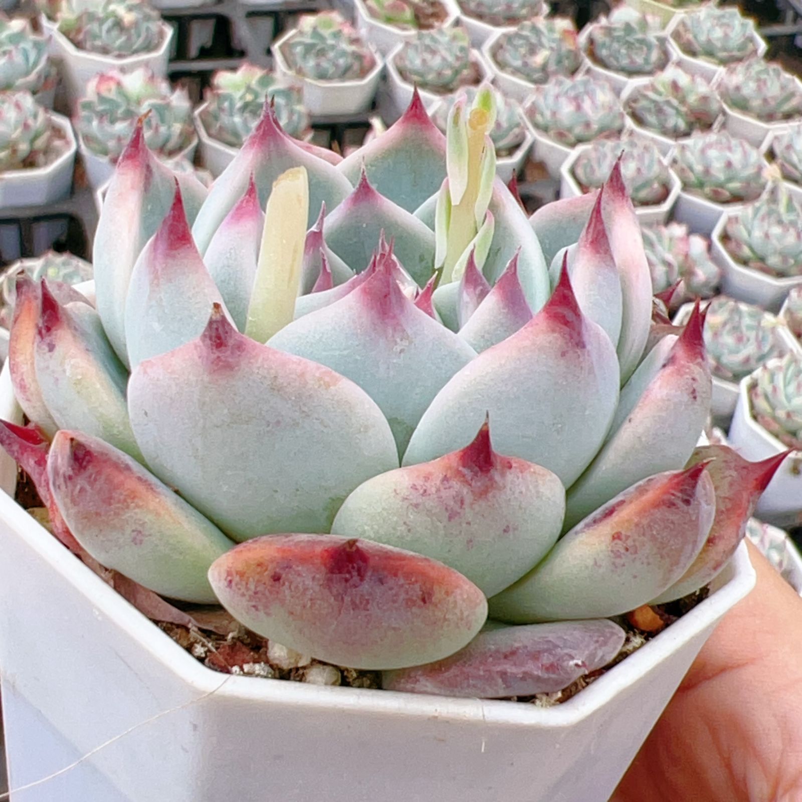 新入荷 50株の抜き苗セット チワワ 多肉植物 佐川急便発送 エケベリア