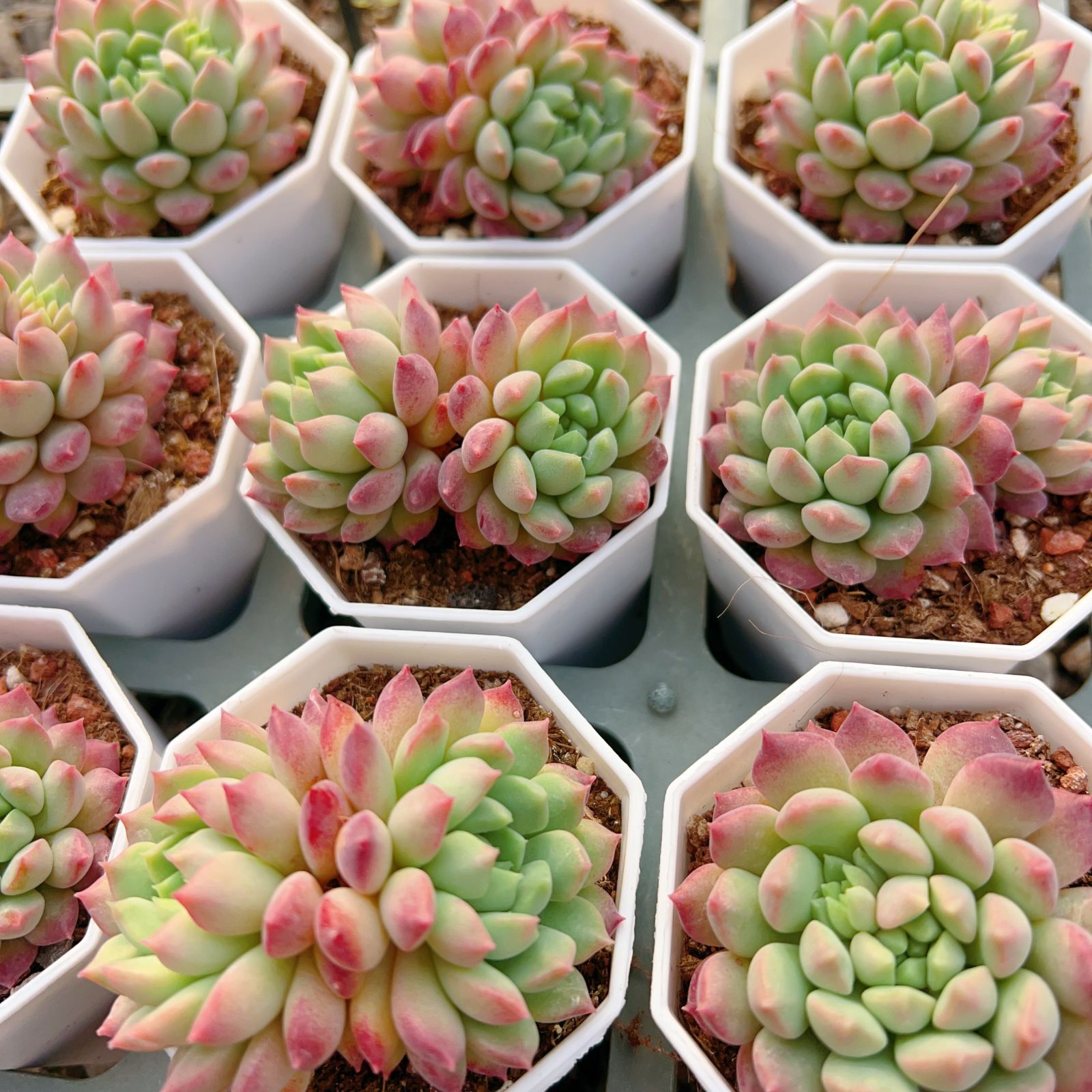 多肉植物 40品種♡抜き苗セット(メルカリ便) 新入荷 40株の抜き苗セット エンジコウ 多肉植物 佐川急便発送