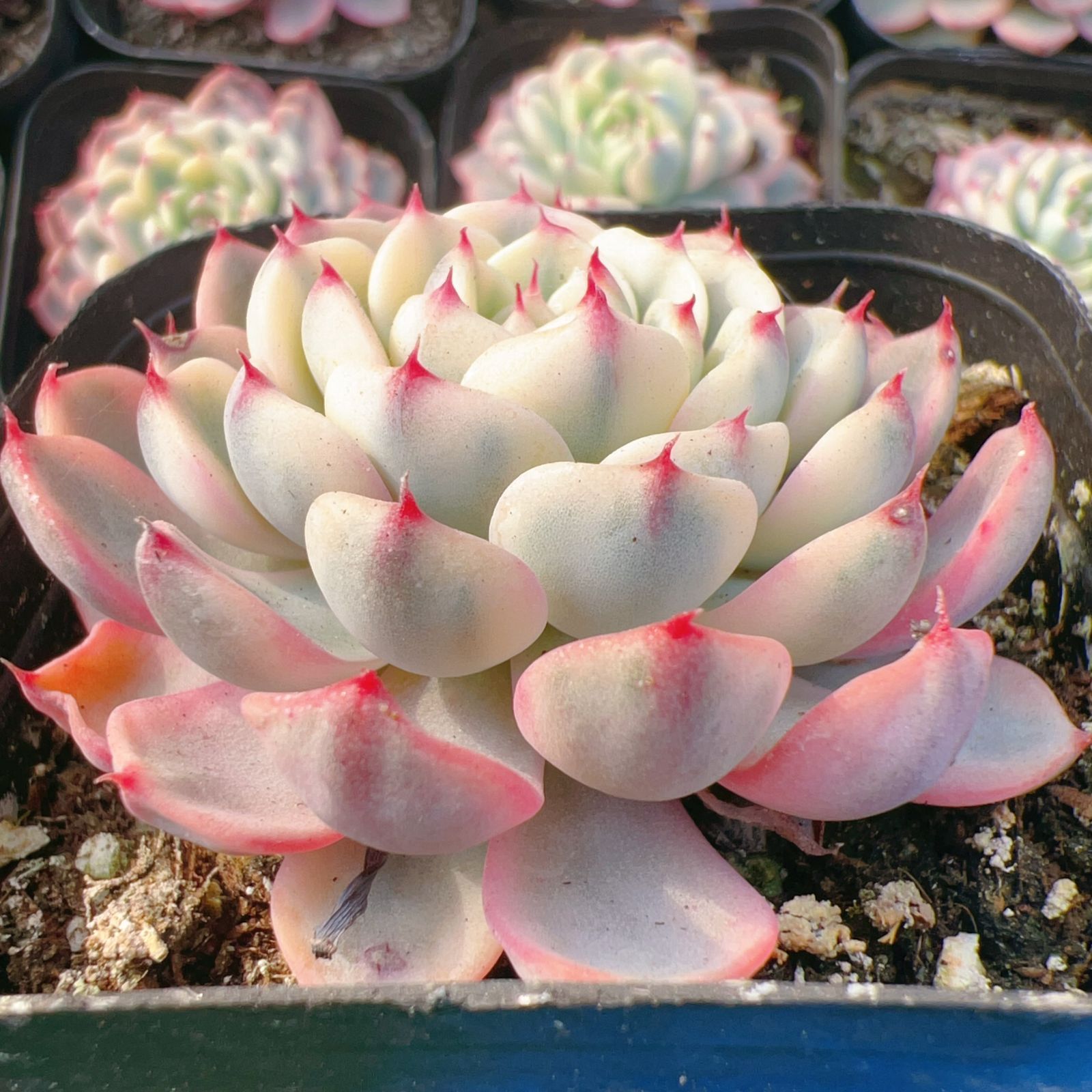 新入荷 24株の抜き苗セット シロヒメレンニシキ 多肉植物 佐川急便発送