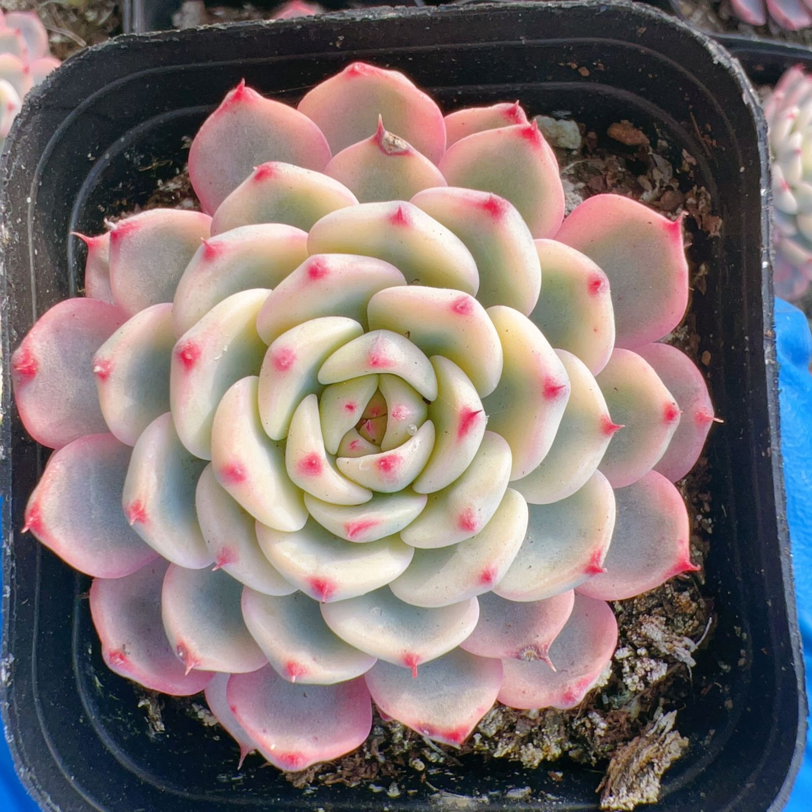 新入荷 24株の抜き苗セット シロヒメレンニシキ 多肉植物 佐川急便発送