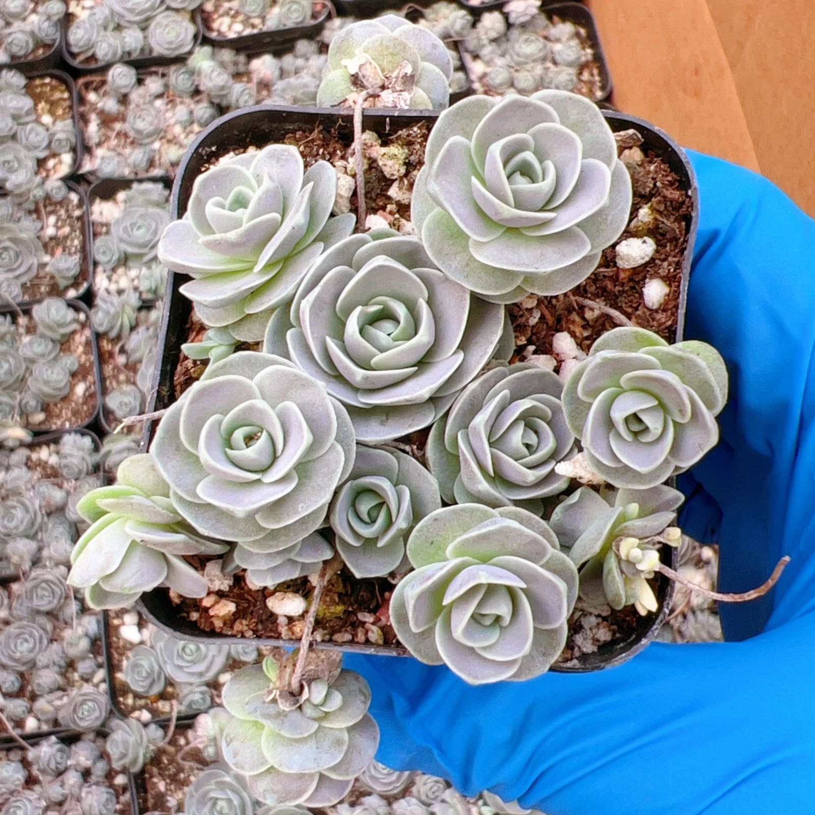 新入荷 32株の抜き苗セット コモチレンゲ 多肉植物 佐川急便発送