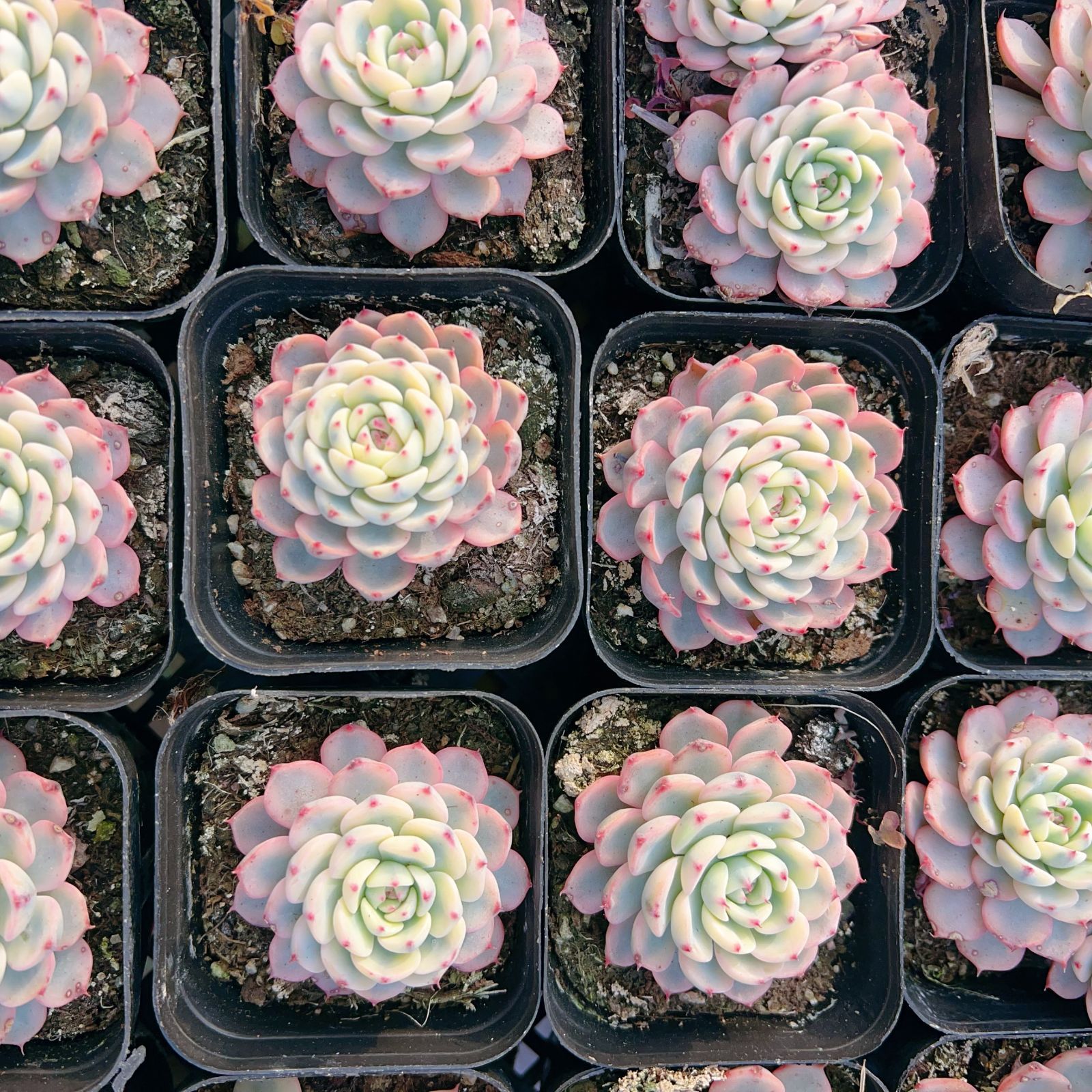 新入荷 24株の抜き苗セット シロヒメレンニシキ 多肉植物 佐川急便発送