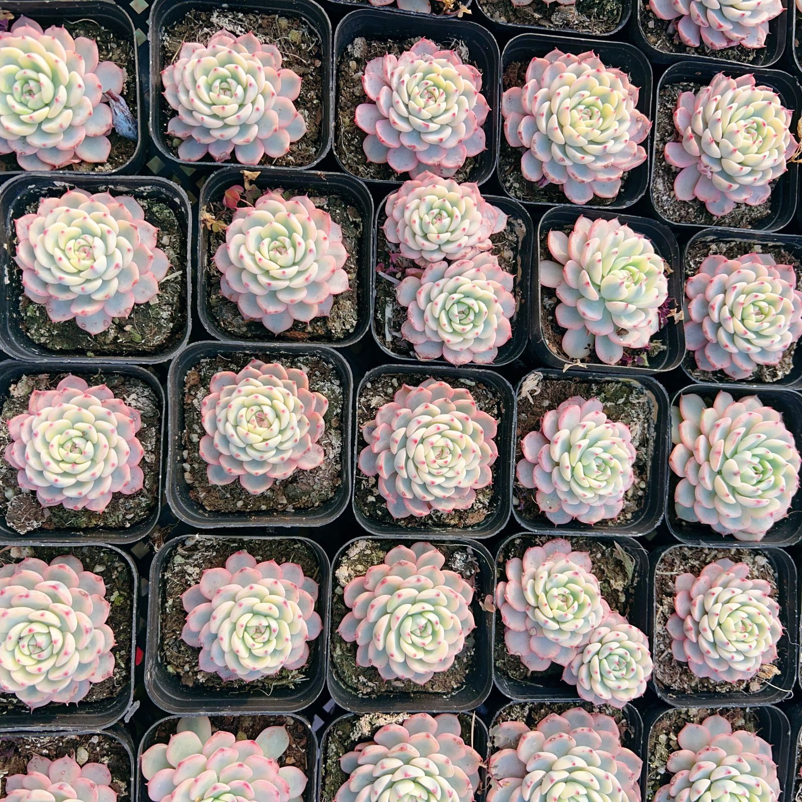 新入荷 24株の抜き苗セット シロヒメレンニシキ 多肉植物 佐川急便発送