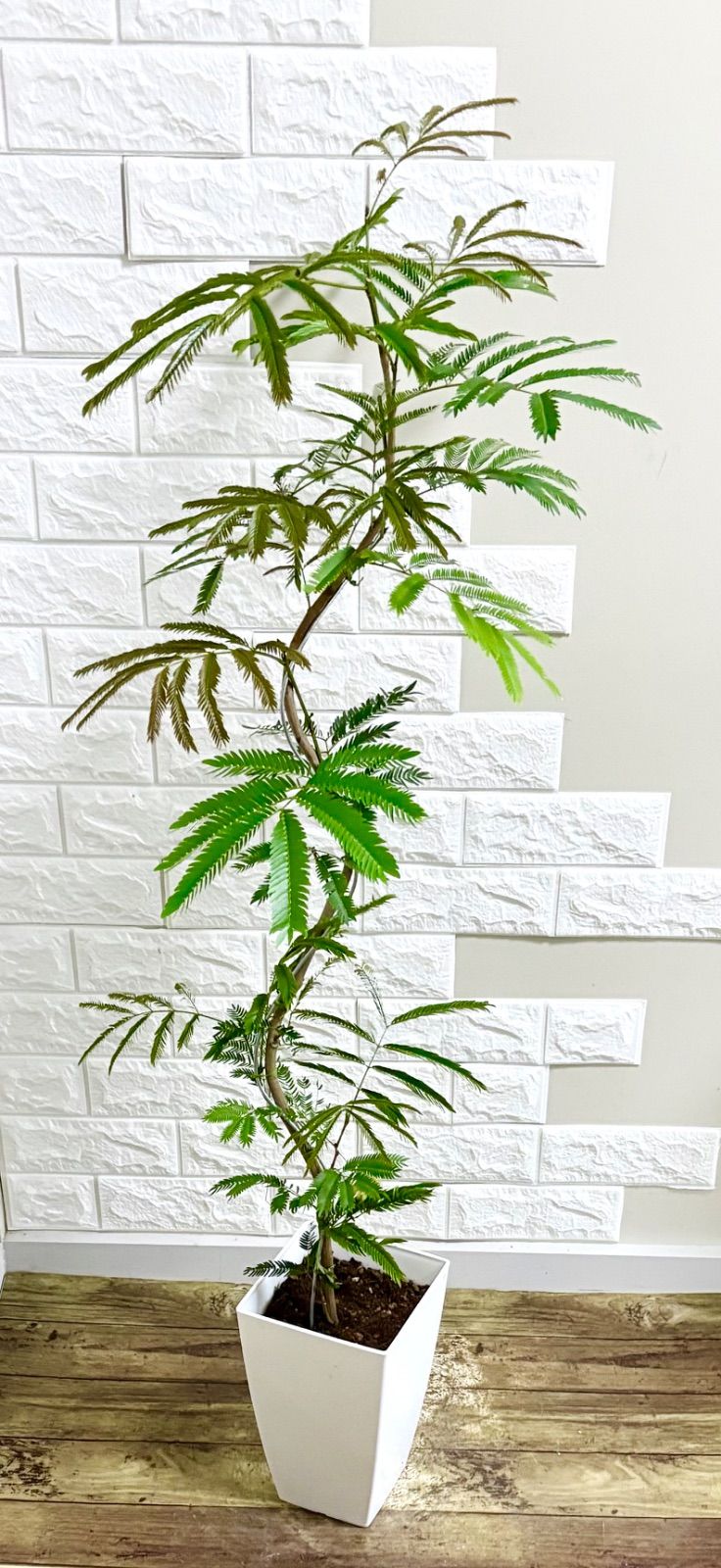 エバーフレッシュ⭐️曲がり⭐️観葉植物 - メルカリ