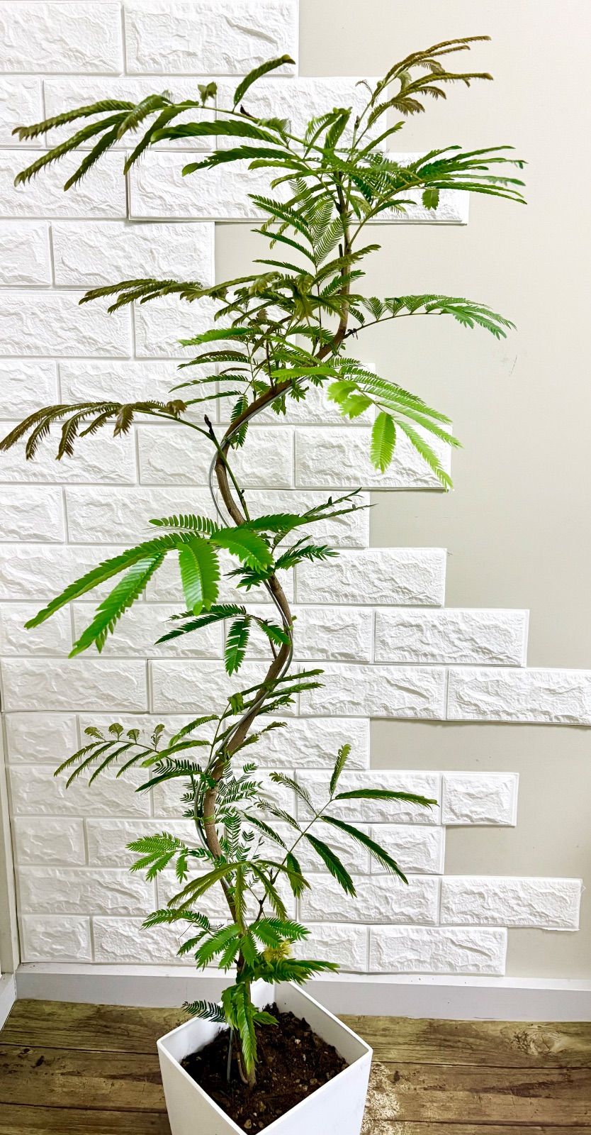 エバーフレッシュ⭐️曲がり⭐️観葉植物 - メルカリ