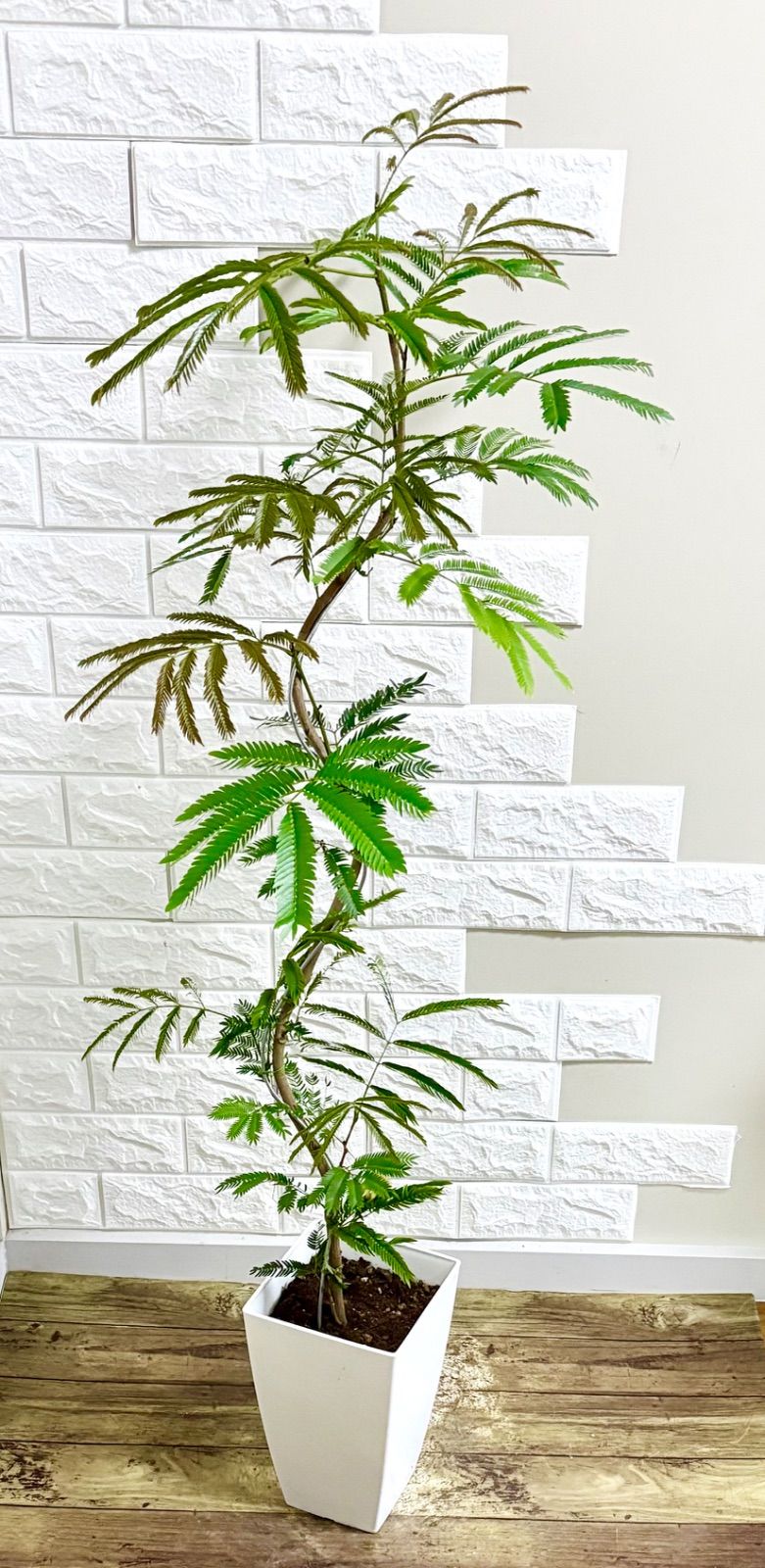 エバーフレッシュ⭐️曲がり⭐️観葉植物 - メルカリ