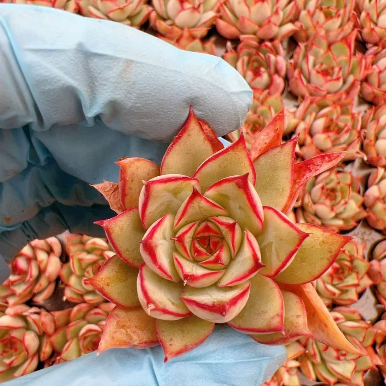 多肉植物 M359 ホウレントウ 105苗 土根付き エケベリア セダム