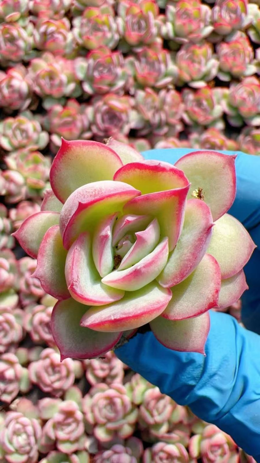 多肉植物 M365 ソクエイ 128苗 土根付き エケベリア セダム