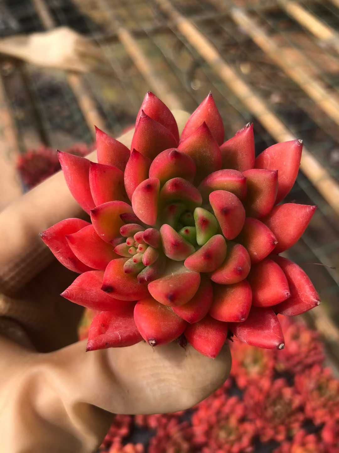 多肉植物 X495 レッドワインヒガシグモ 50苗 土根付き エケベリア