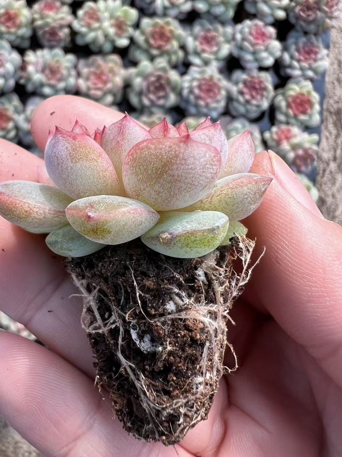 サボテン 観葉植物 花 エケベリア AF2712銭串128苗多肉植物 ブドウ
