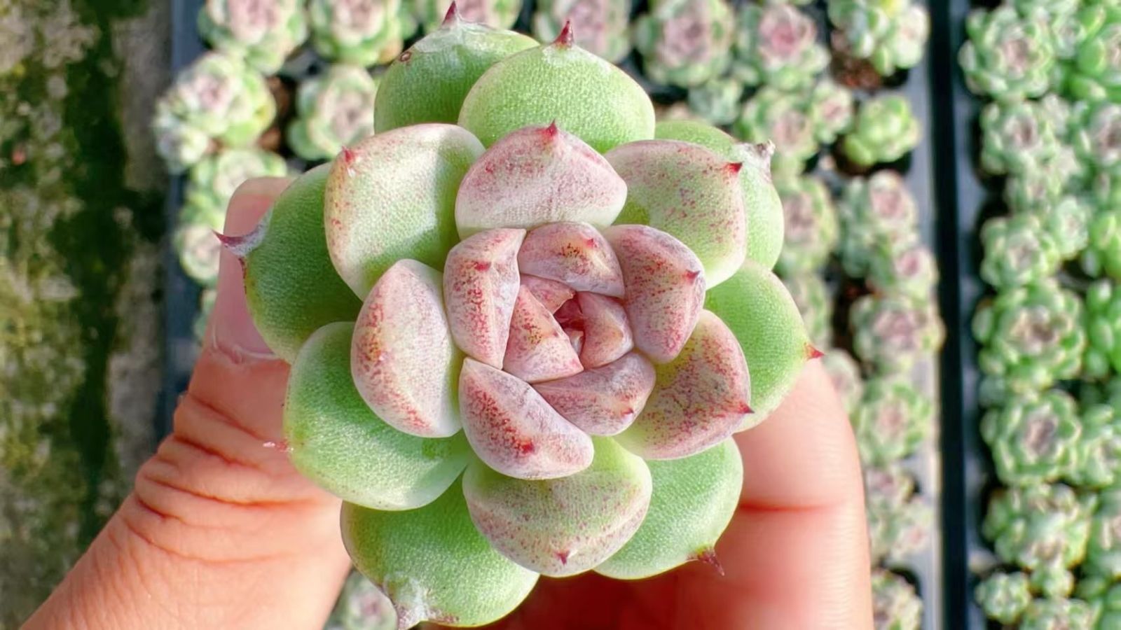 多肉植物 M385 セキスイショウ 105苗 土根付き エケベリア セダム