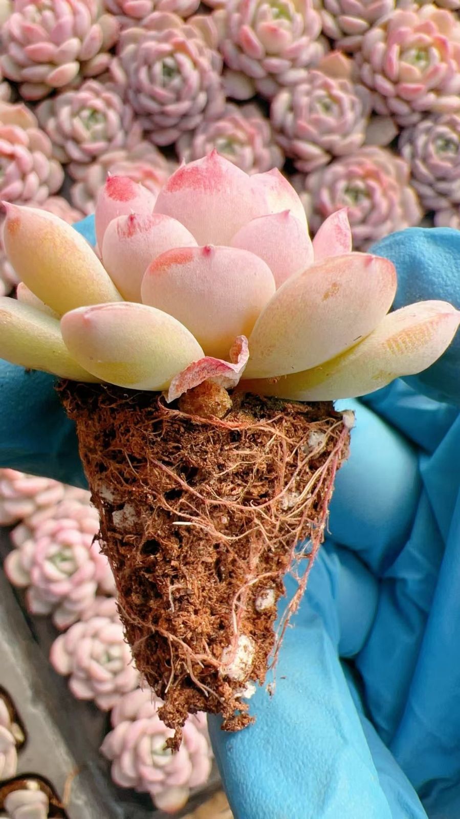 多肉植物　エケベリアsp  韓国苗 XQS59×105苗 シャンペン 多肉植物 アエオニウム エケベリア カット苗