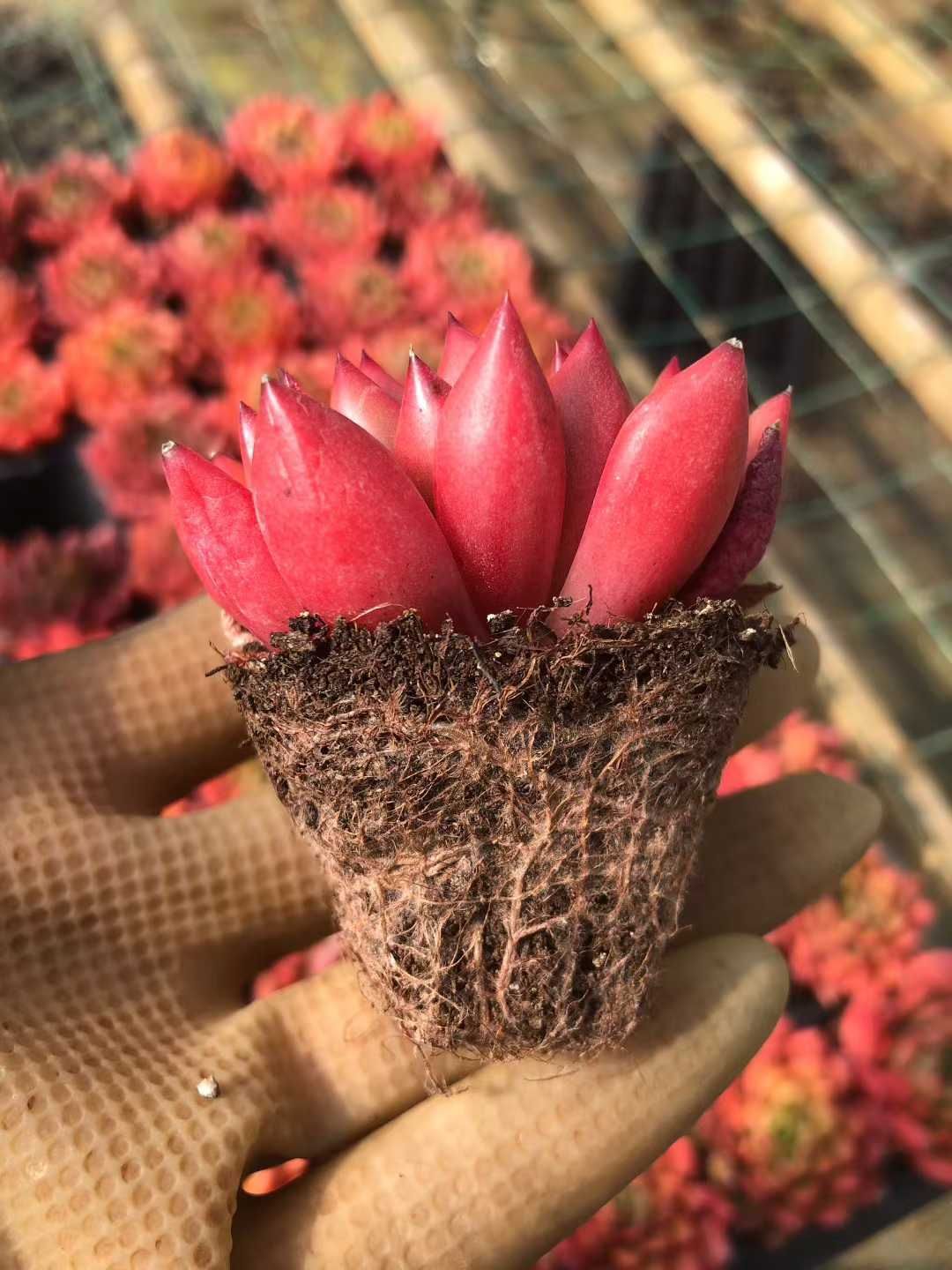 多肉植物 X495 レッドワインヒガシグモ 50苗 土根付き エケベリア