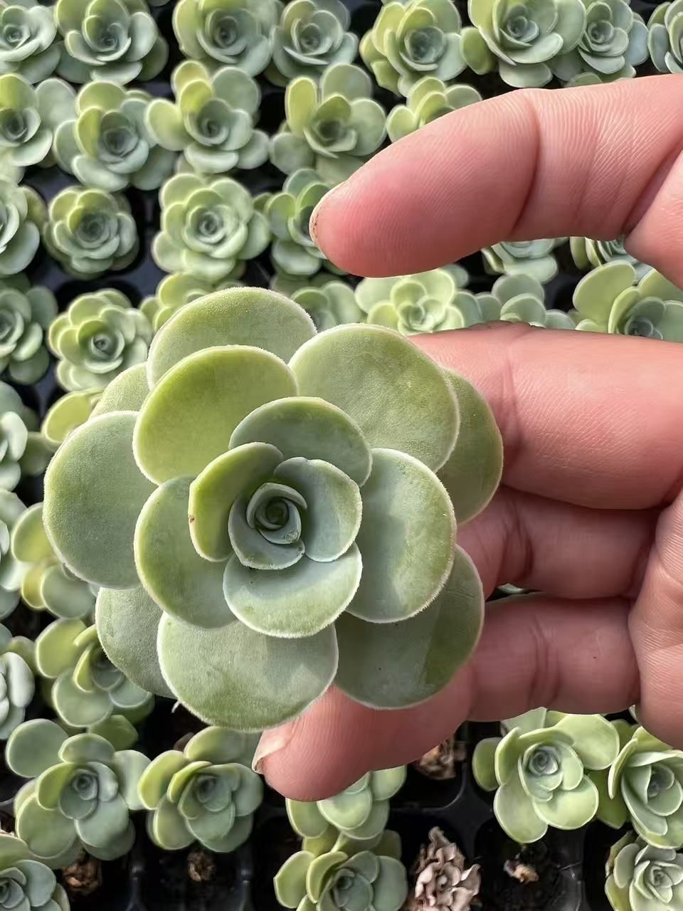 多肉植物 M450 バラ 128苗 土根付き エケベリア セダム アエオニウム