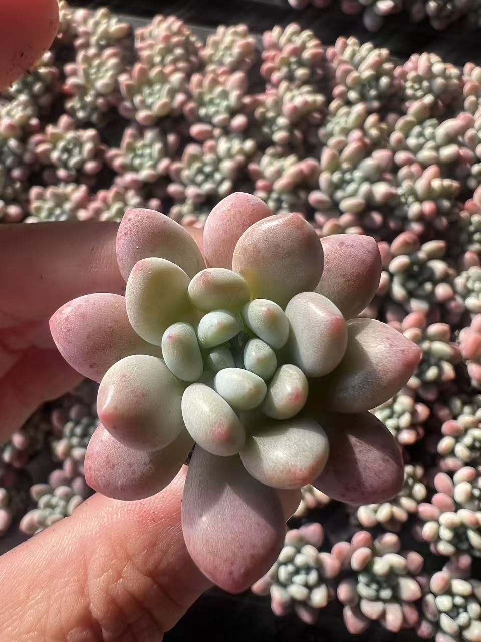 多肉植物 M470 ロココ 128苗 土根付き エケベリア セダム アエオニウム