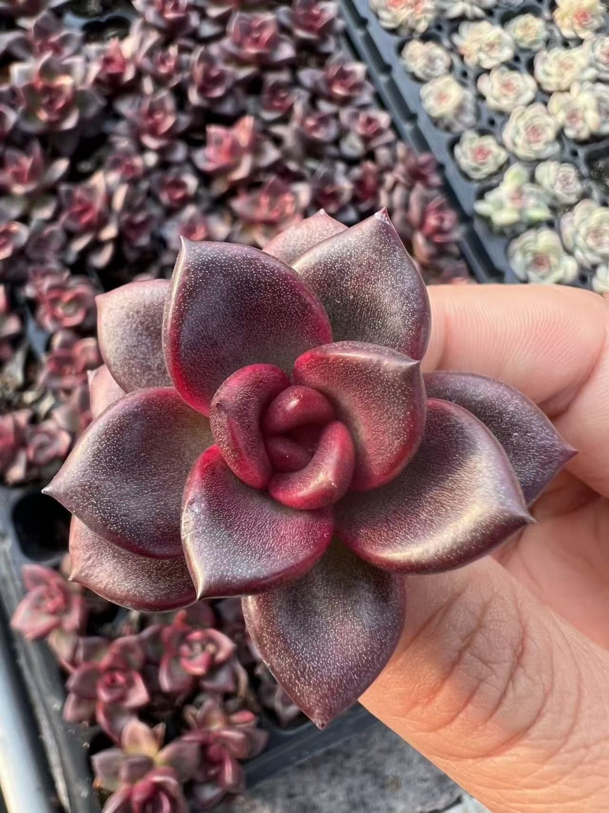 多肉植物 M384 ホウハイローズ 105苗 土根付き エケベリア セダム