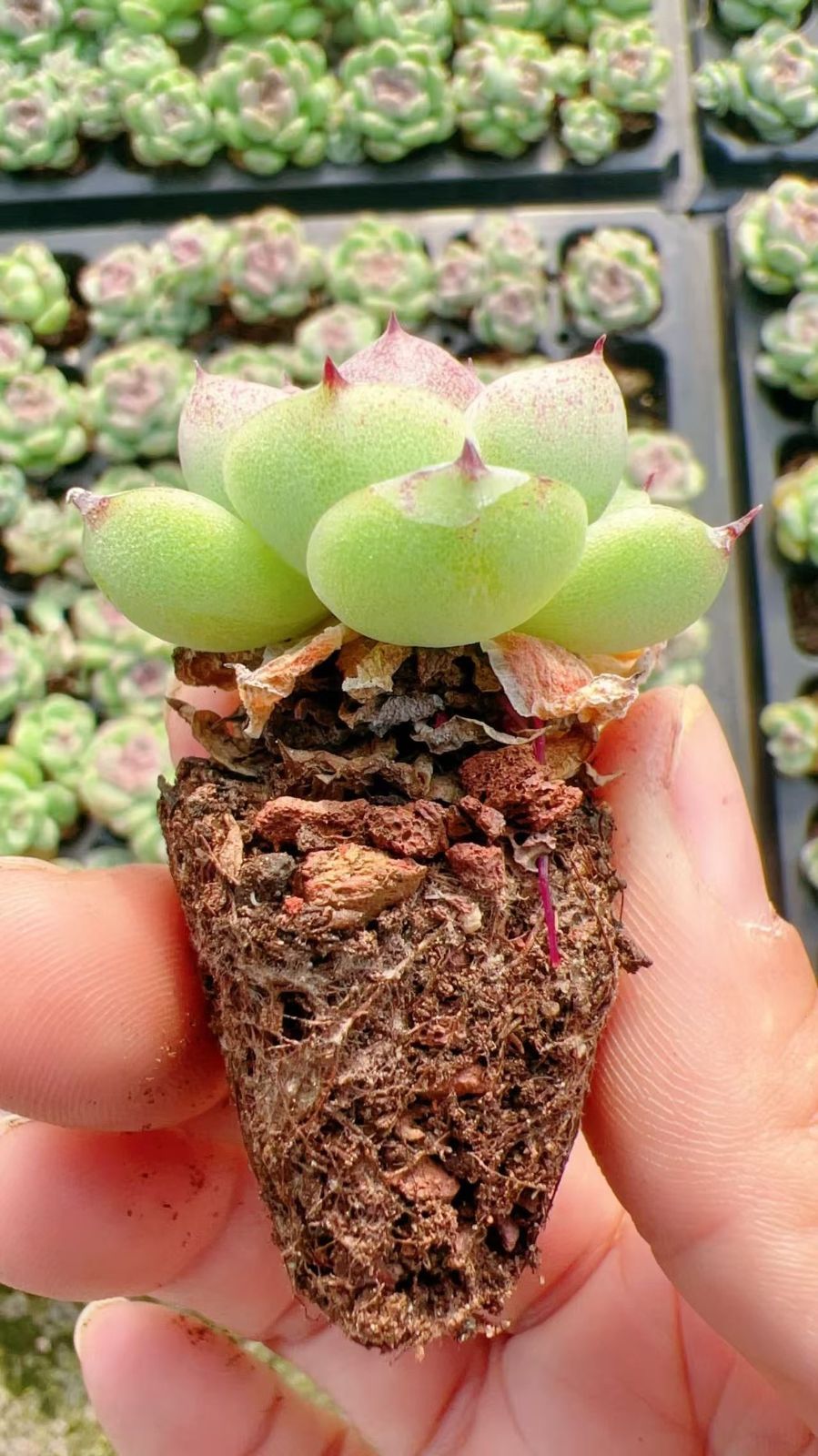 多肉植物 M385 セキスイショウ 105苗 土根付き エケベリア セダム