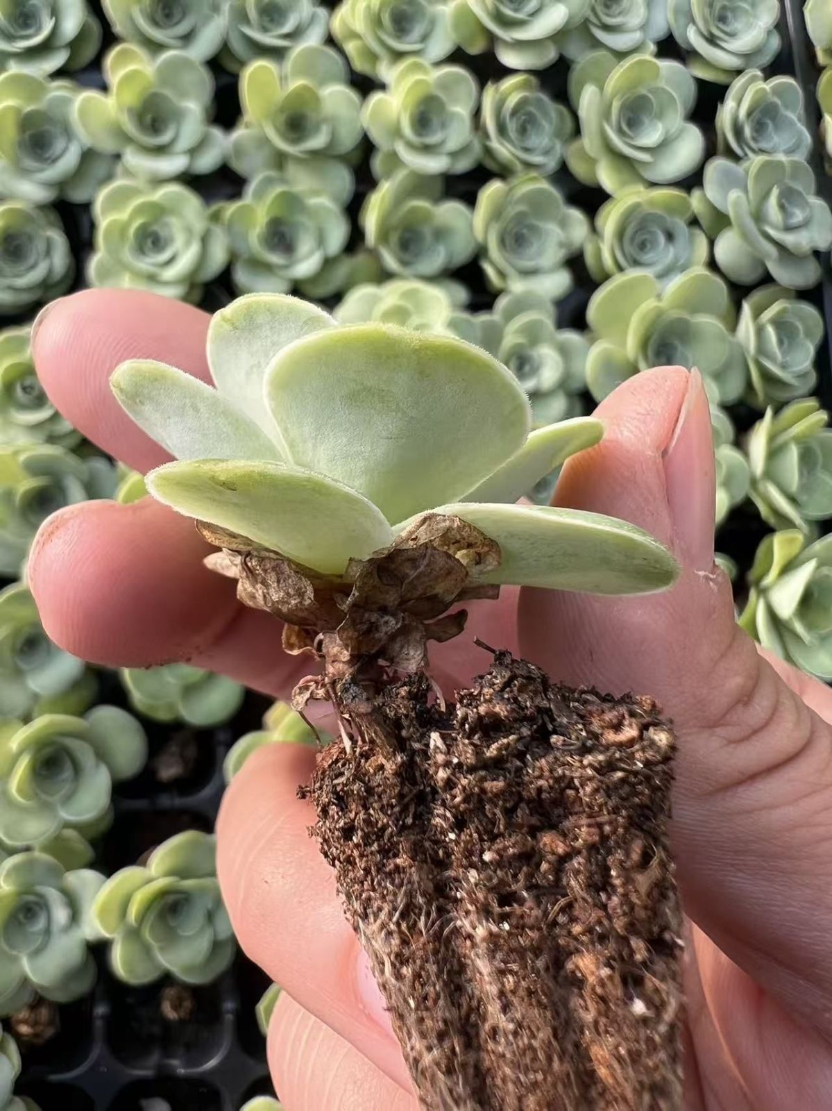 多肉植物 M450 バラ 128苗 土根付き エケベリア セダム アエオニウム