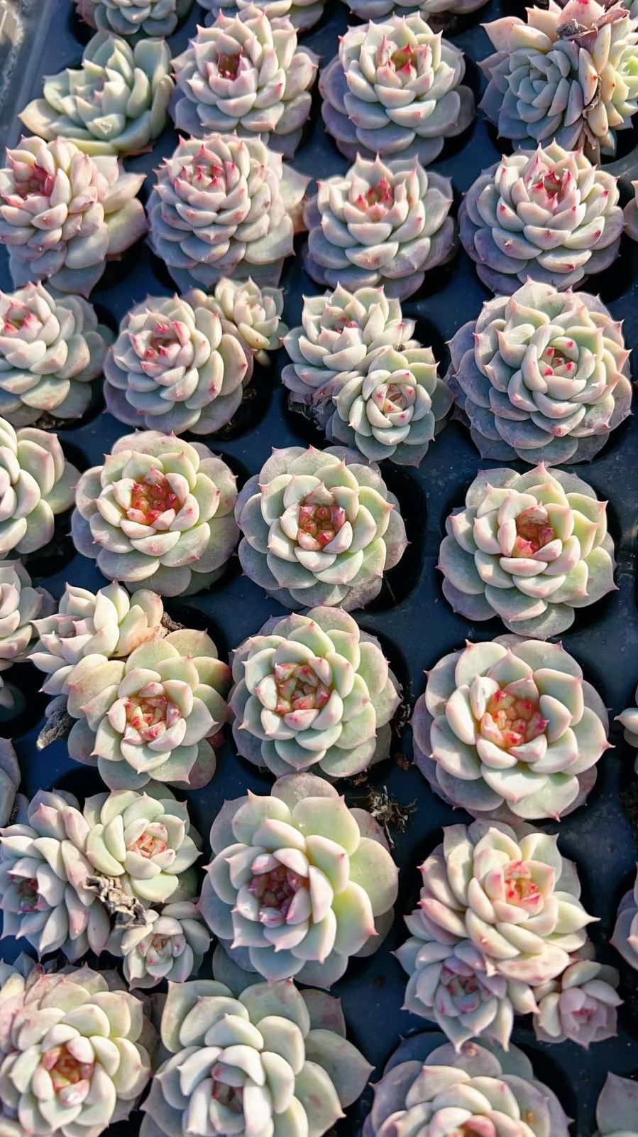 多肉植物 M399 ビロード 105苗 土根付き エケベリア セダム