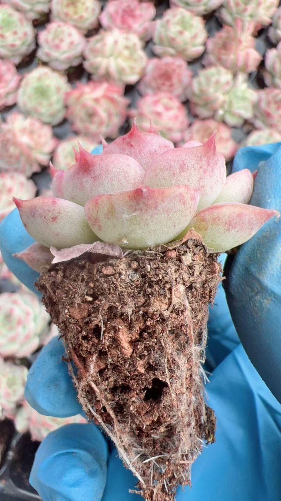 AA1049サンゴジェニー105苗多肉植物 エケベリア サボテン 観葉植物 花