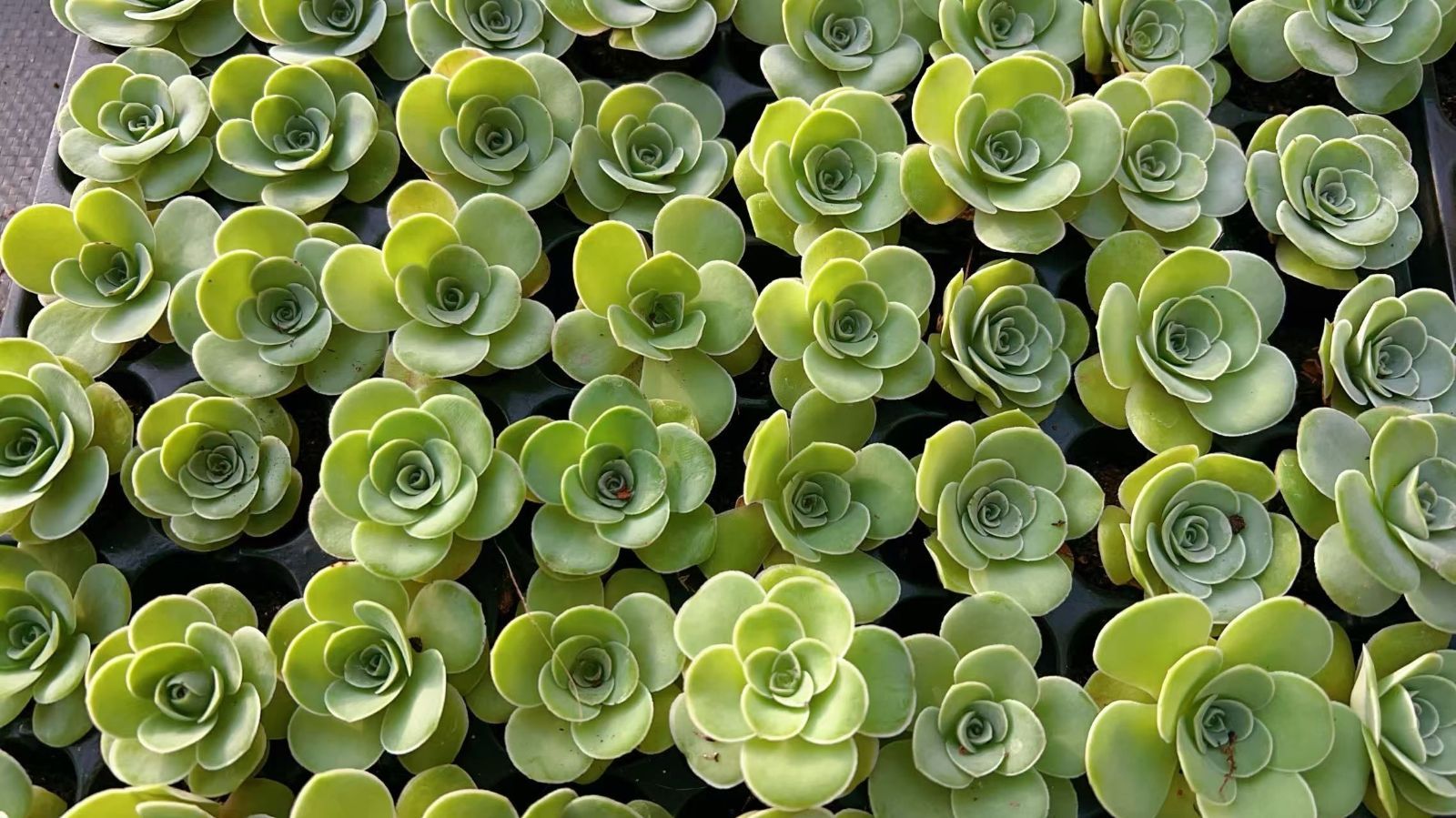 多肉植物 M450 バラ 128苗 土根付き エケベリア セダム アエオニウム