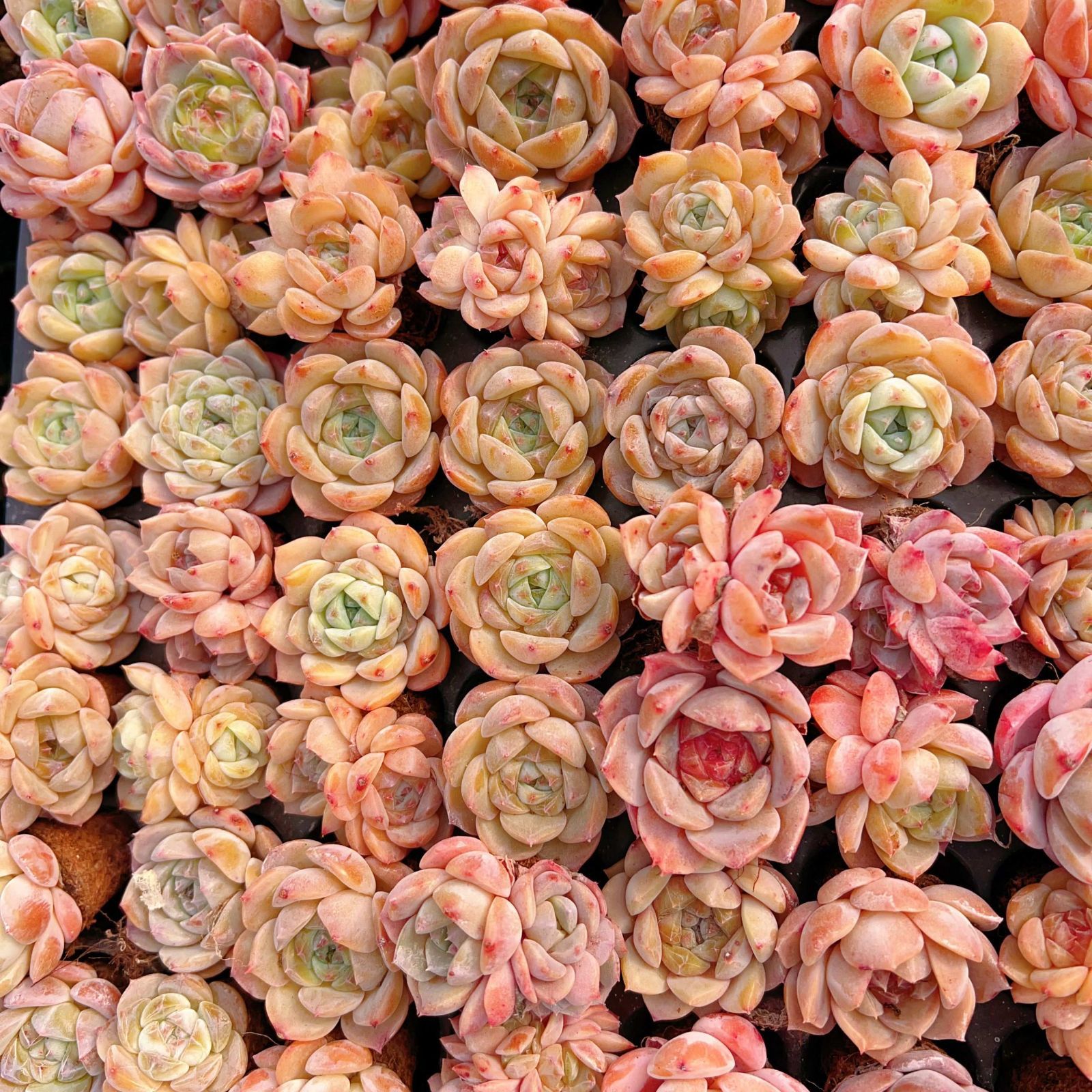 多肉植物 M366 トウシン 105苗 土根付き エケベリア セダム