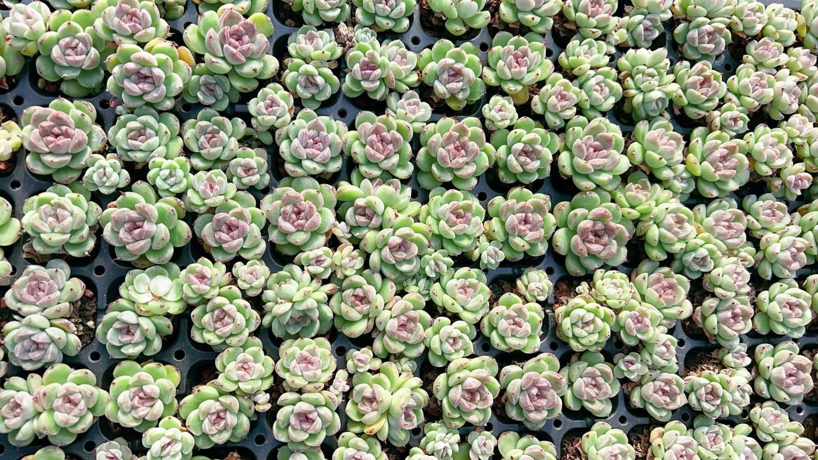 多肉植物 M385 セキスイショウ 105苗 土根付き エケベリア セダム