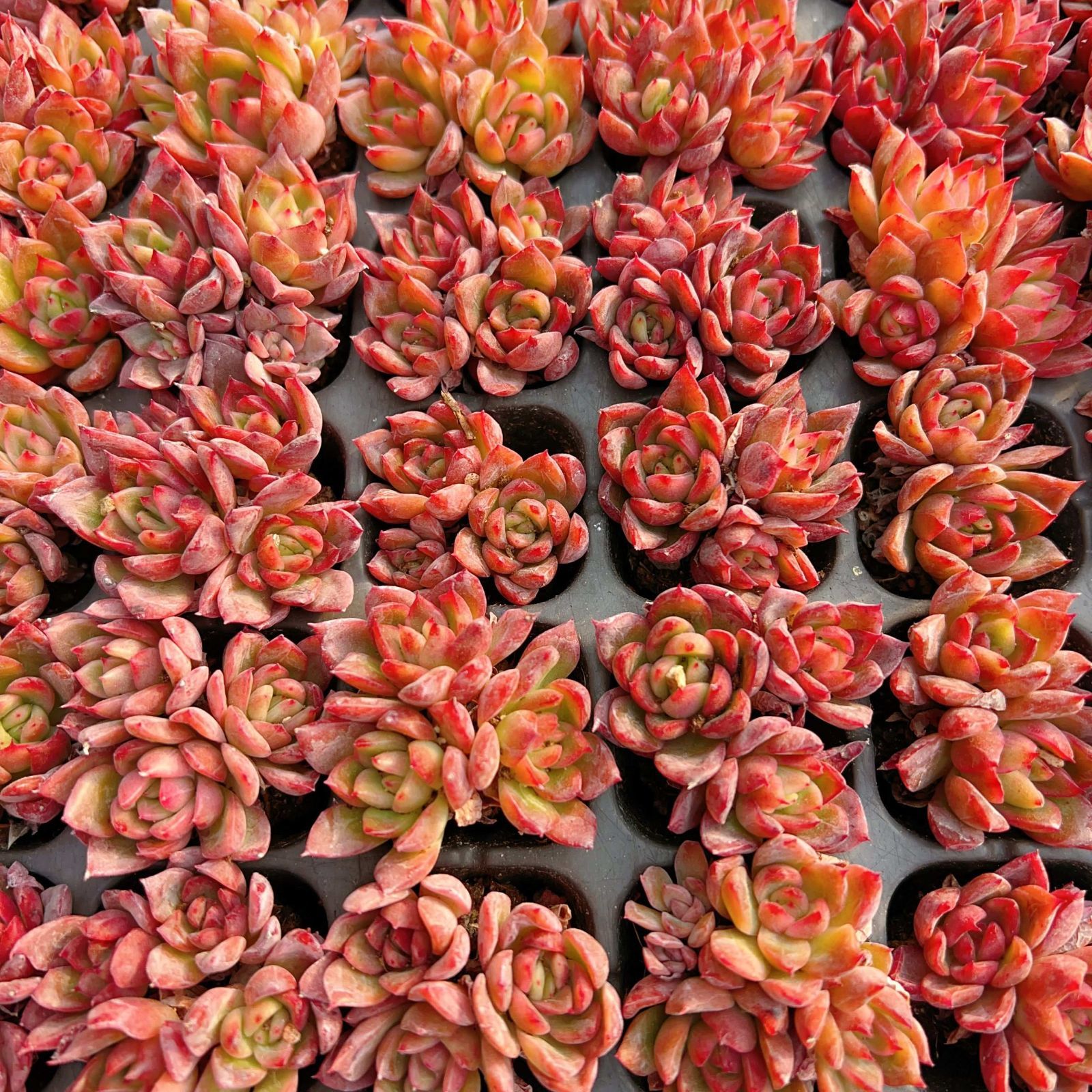 エケベリア・セダム *&*&* 105苗×ホタルビ 多肉植物 エケベリア セダム アエオニウム