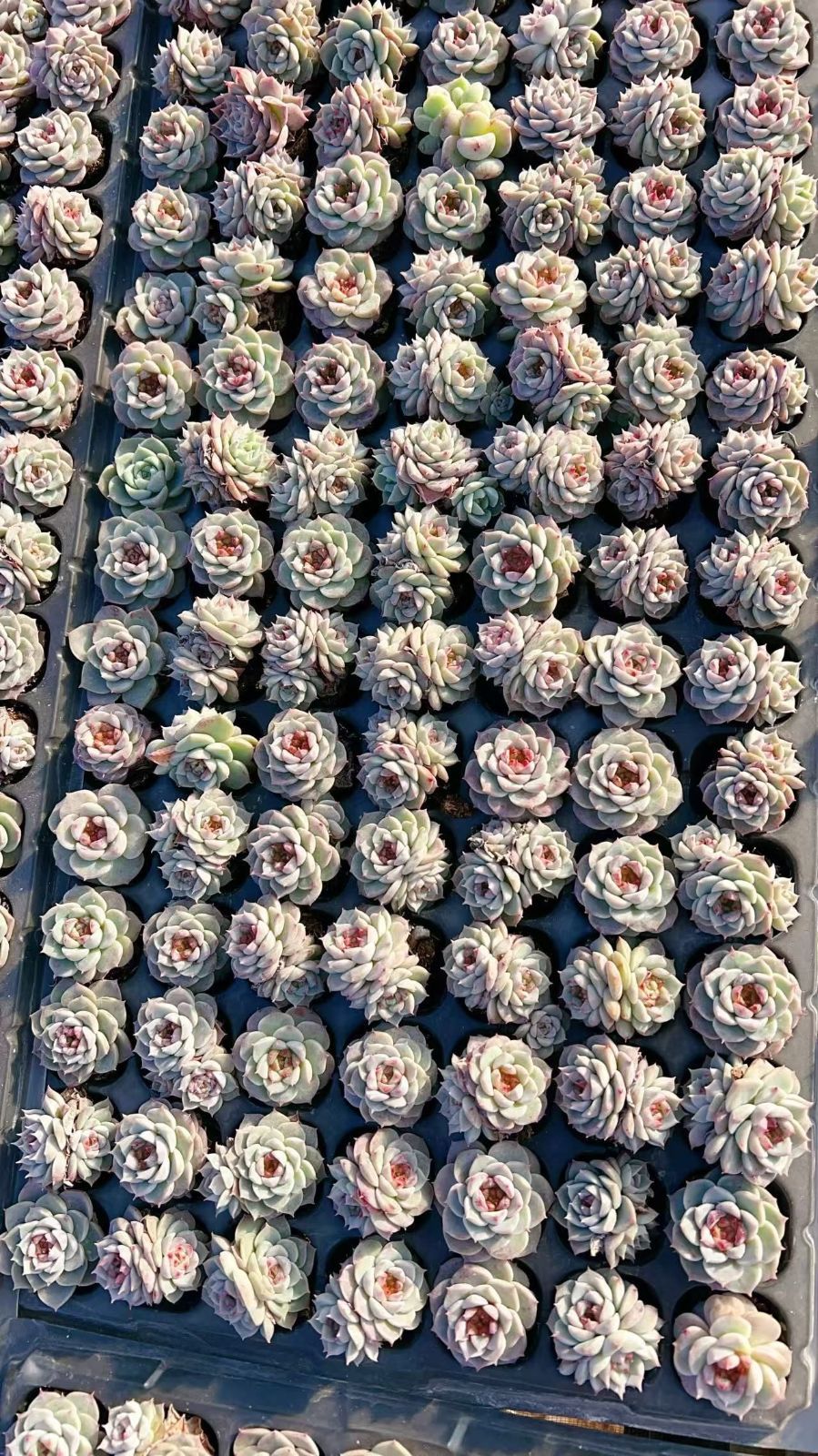 多肉植物 M399 ビロード 105苗 土根付き エケベリア セダム