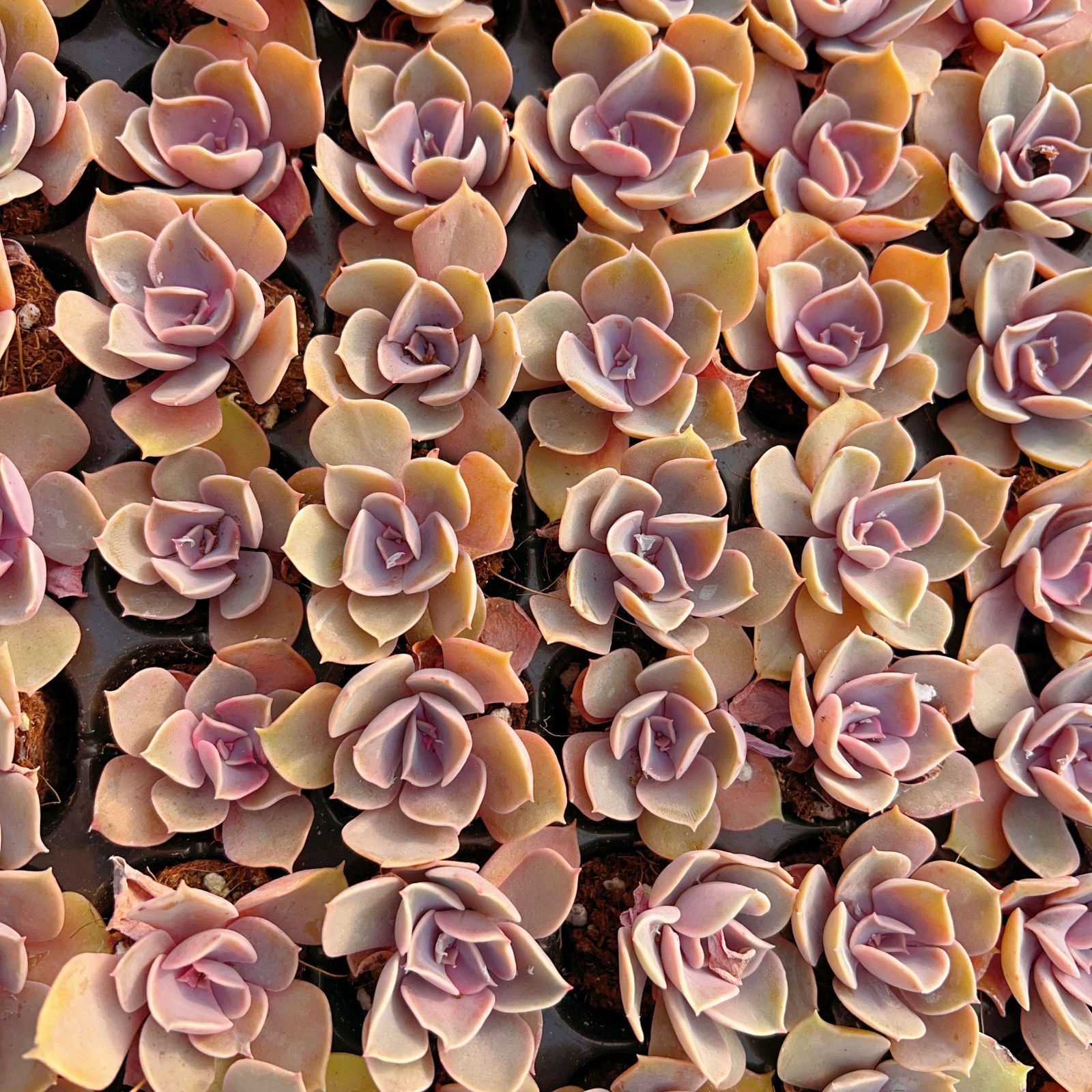 多肉植物 M453 ムラサキシンジュ 105苗 土根付き エケベリア セダム