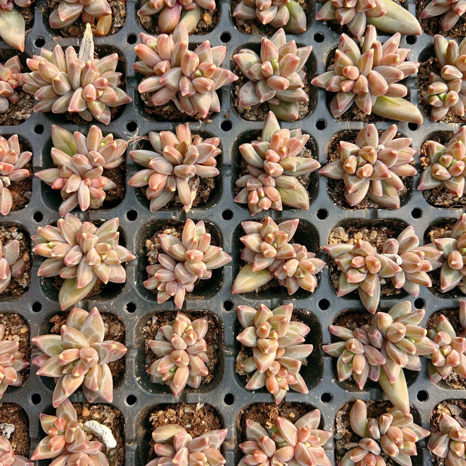 多肉植物 M442 ファンゴー 105苗 土根付き エケベリア セダム