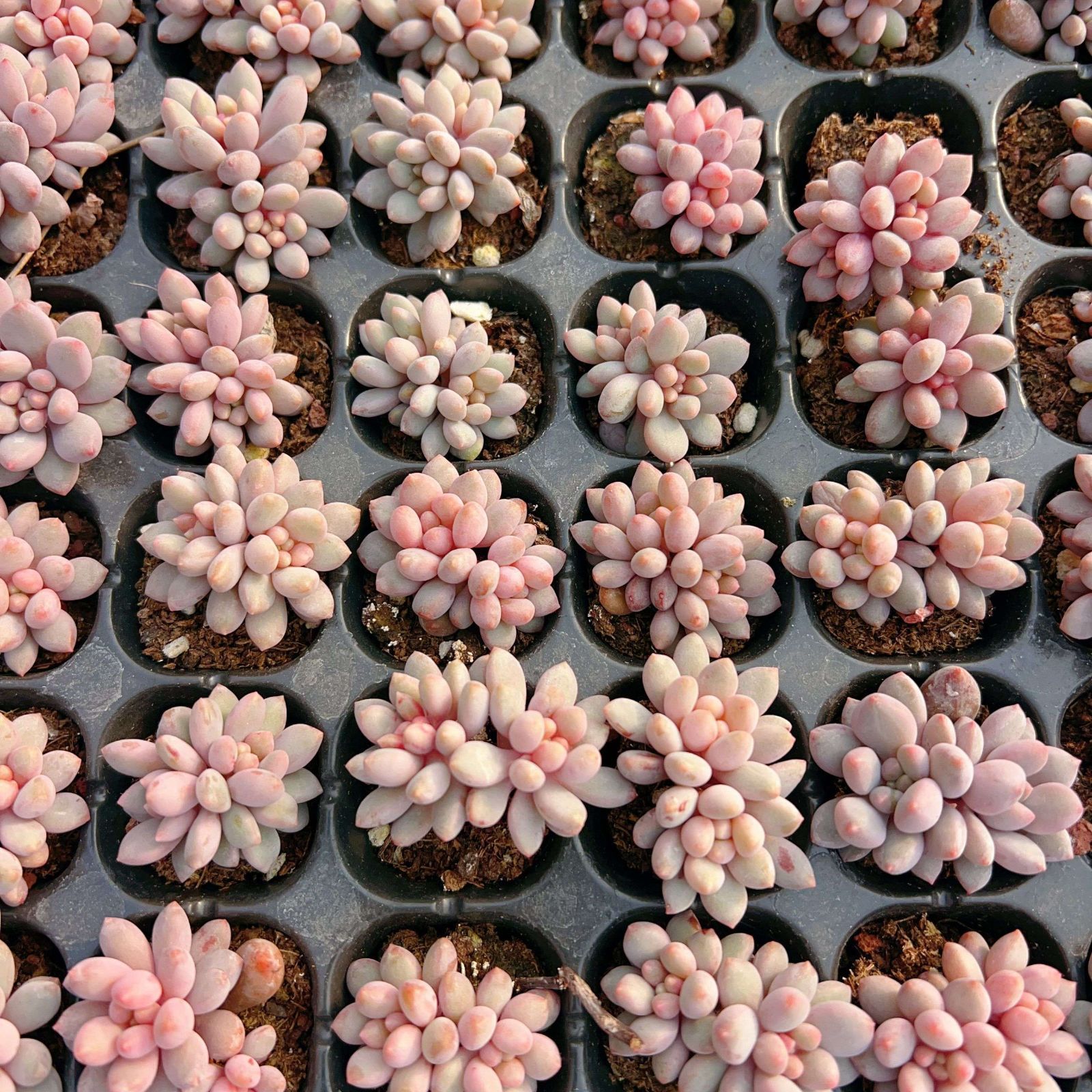 多肉植物 M452 ランゼタコウスイ 105苗 土根付き エケベリア セダム