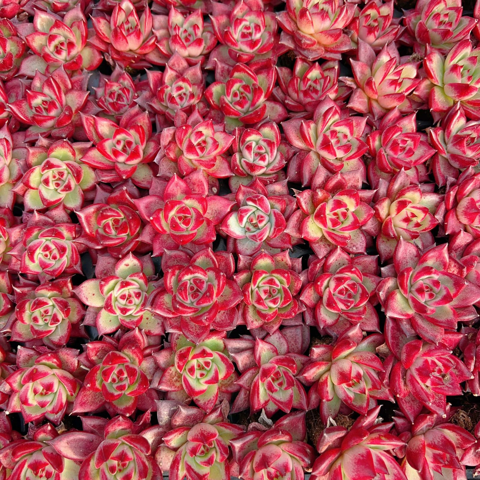 多肉植物 M468 ロッカ 128苗 土根付き エケベリア セダム アエオニウム