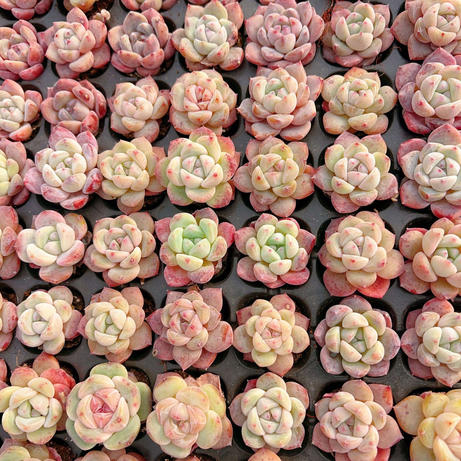 多肉植物 M467 アニー 128苗 土根付き エケベリア セダム アエオニウム