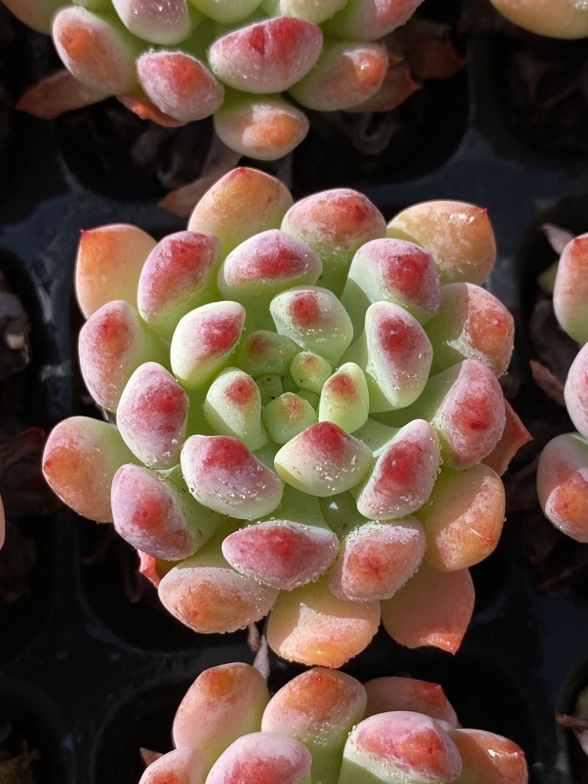 XY585×10株 ストロベリーアーモンド 抜き苗 多肉植物 アエオニウム
