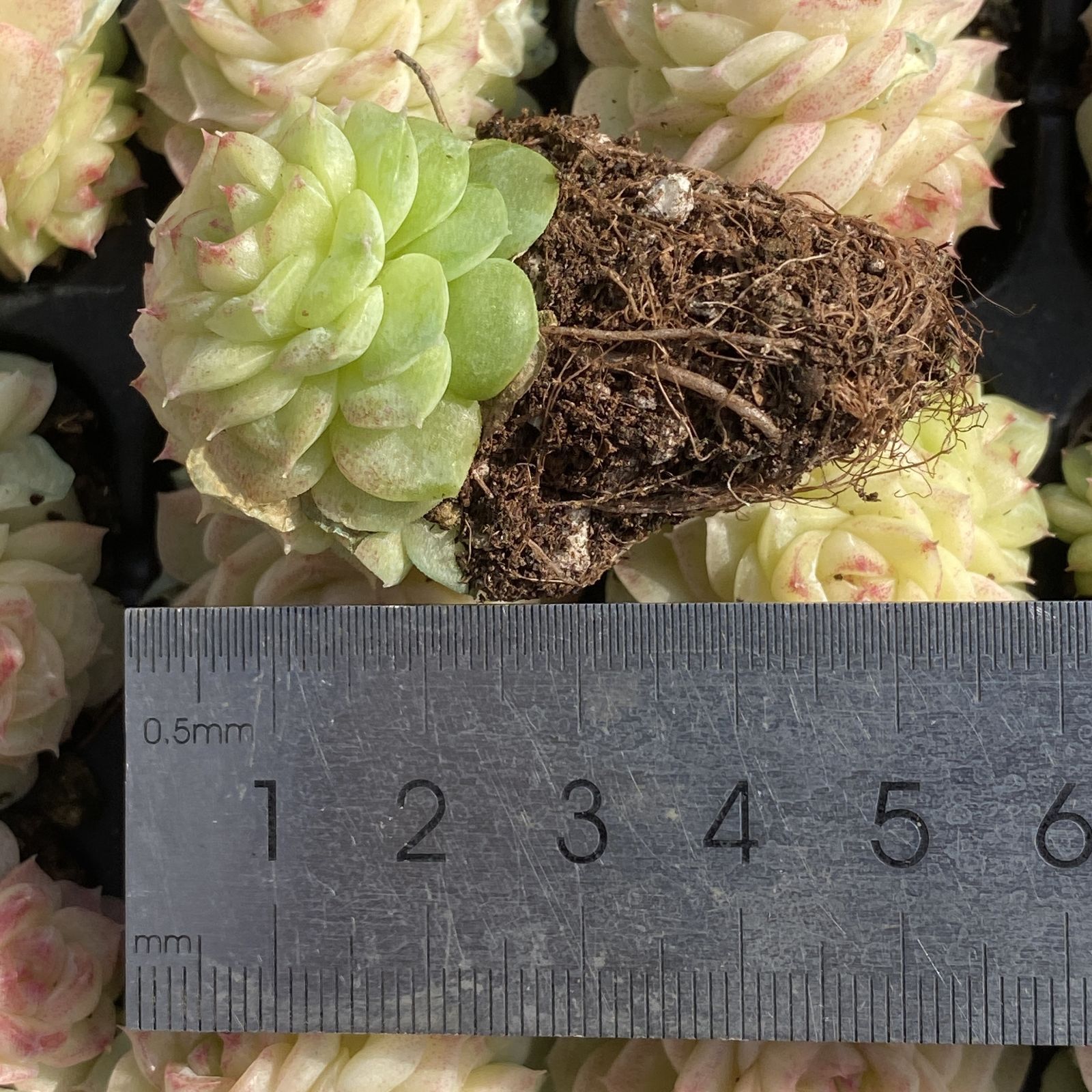 24株 S552-2 エケベリア 韓国苗 サボテン 多肉植物 ダフニー 観葉植物