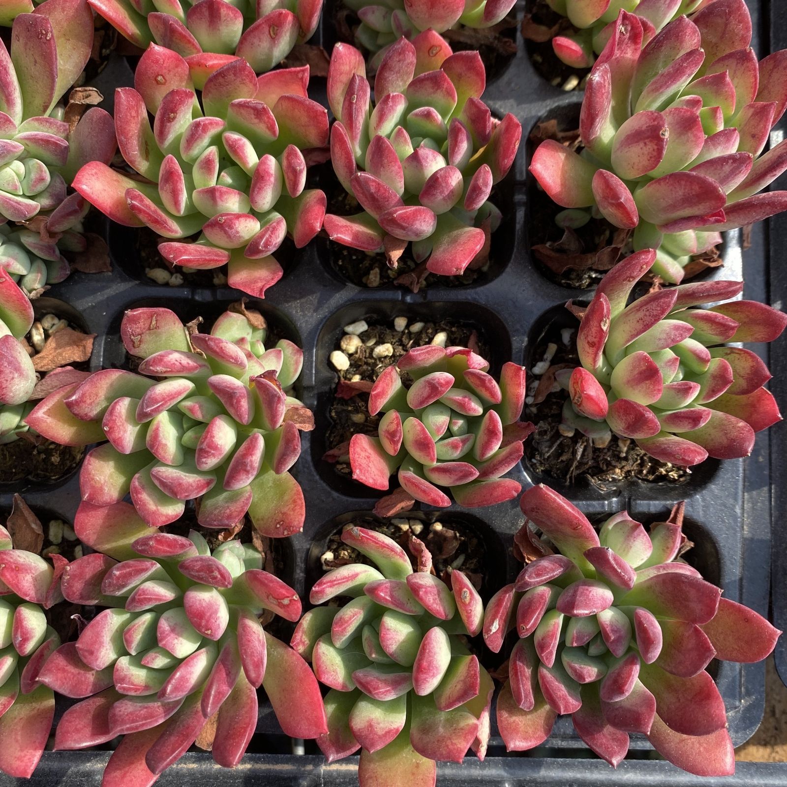 XY253×16苗 レッドチレン 土付き 多肉植物 アエオニウム エケベリア