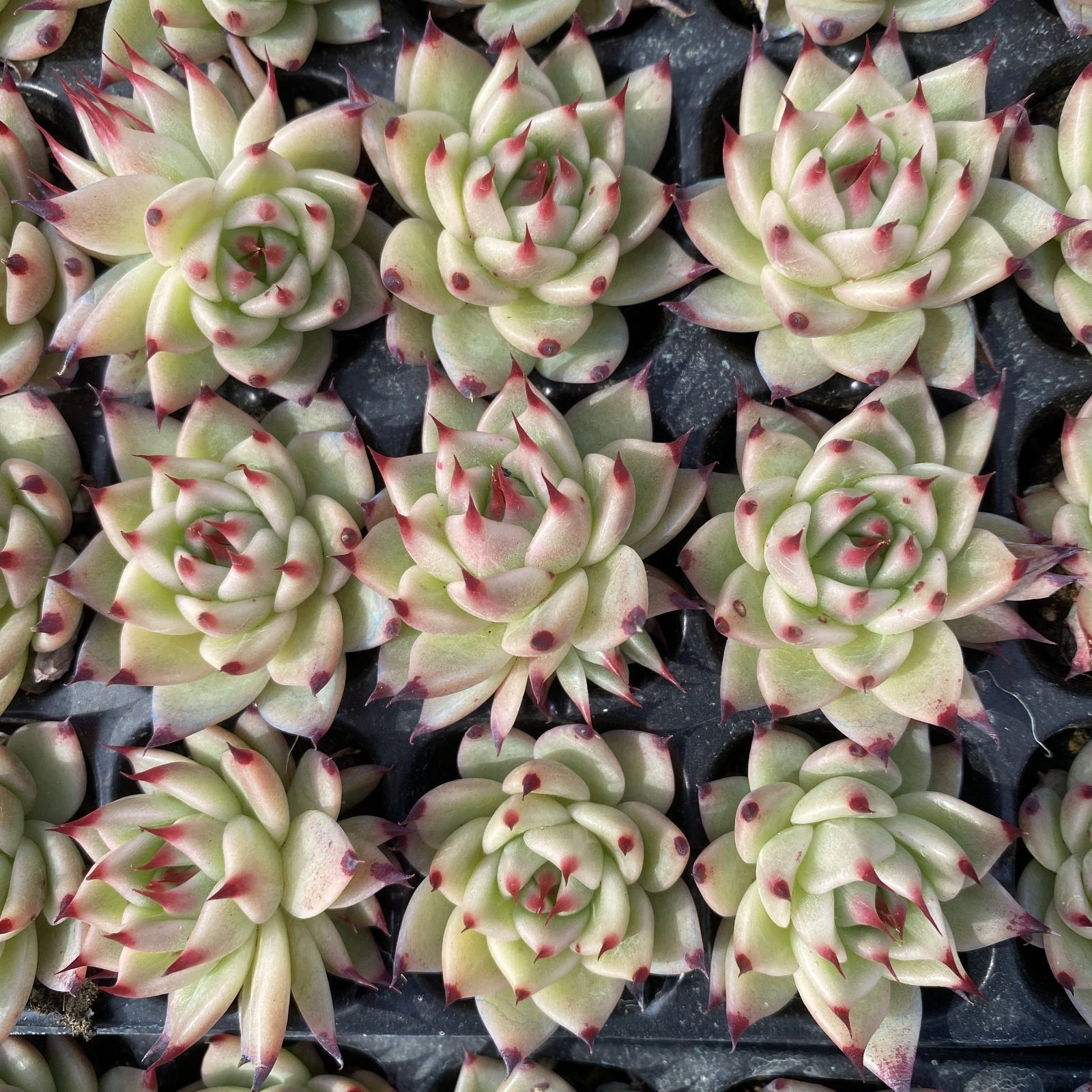 XY262×16苗 トスカンスタイル 土付き 多肉植物 アエオニウム