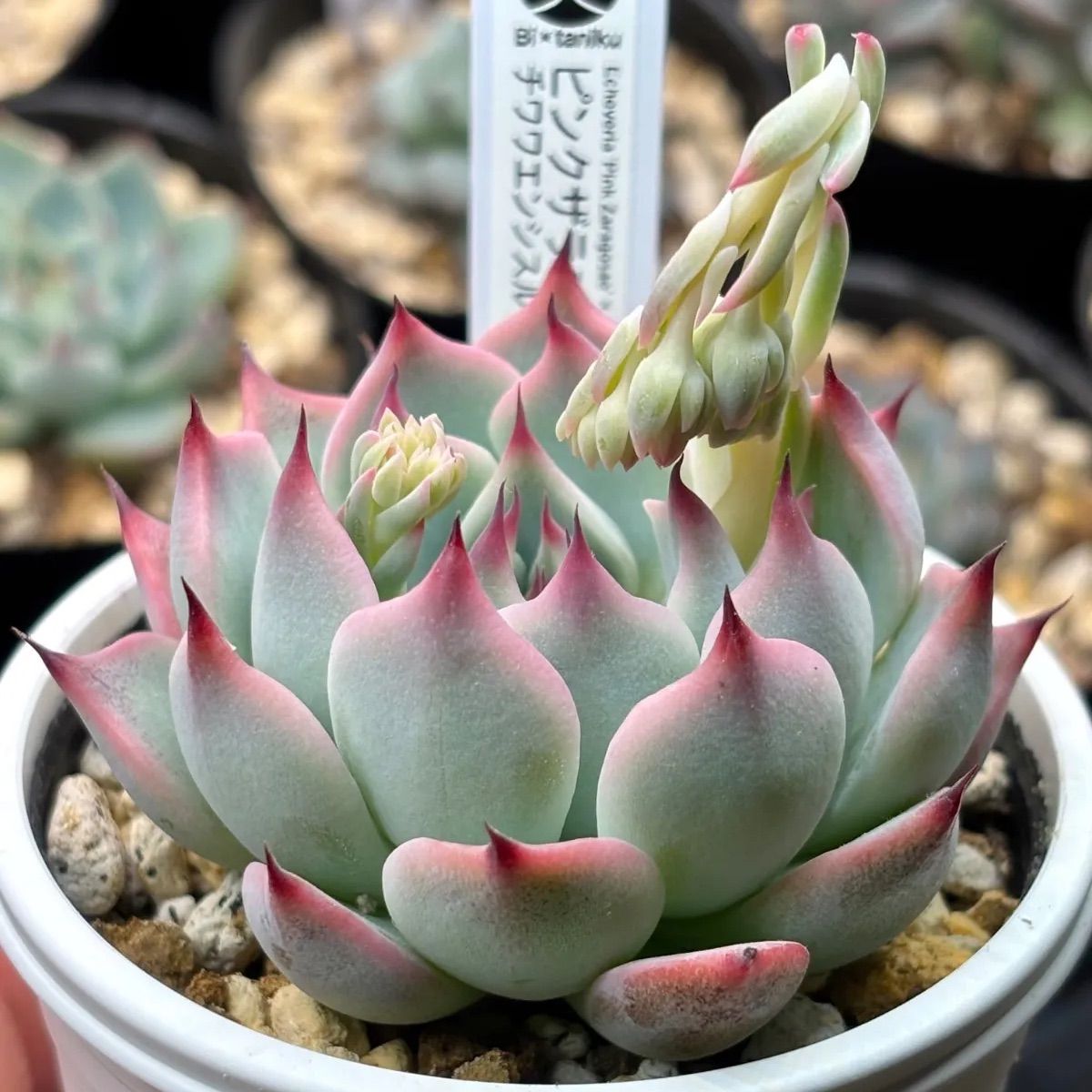 ☆オリジナル交配！☆ ピンクザラゴーサ×チワワエンシスルビー