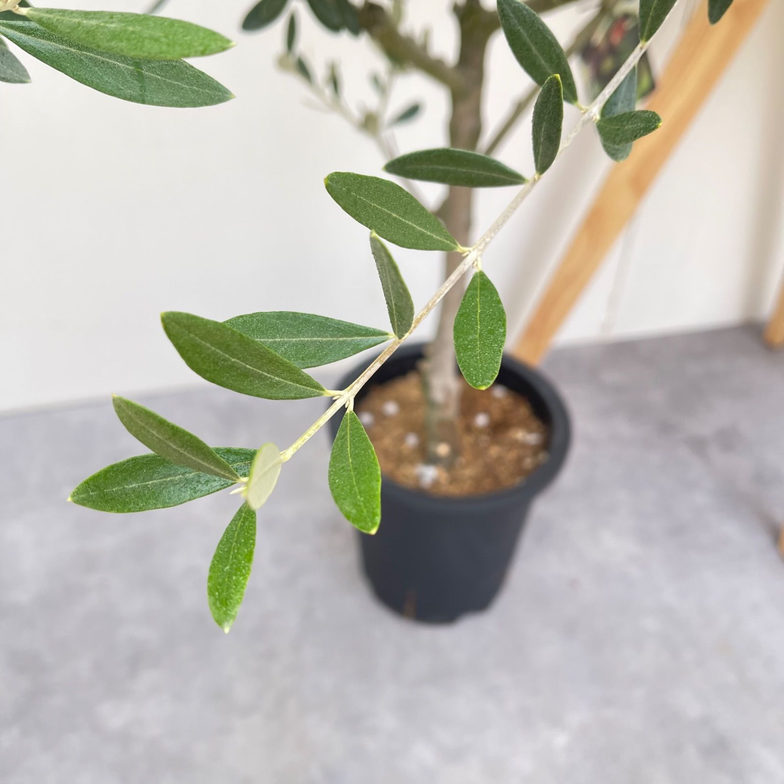 オリーブ ミッション 19【現品】観葉植物 大型 創樹 SOUJU 8号 - メルカリ