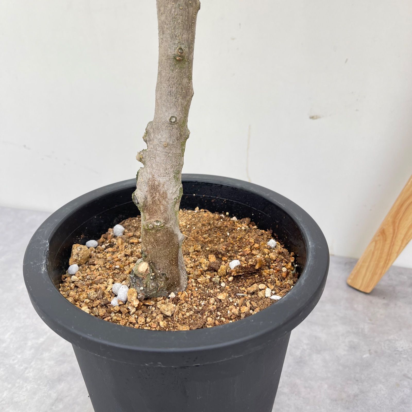 オリーブ ミッション 19【現品】観葉植物 大型 創樹 SOUJU 8号 オリーブ ミッション 19【現品】観葉植物 大型 創樹 SOUJU 8号