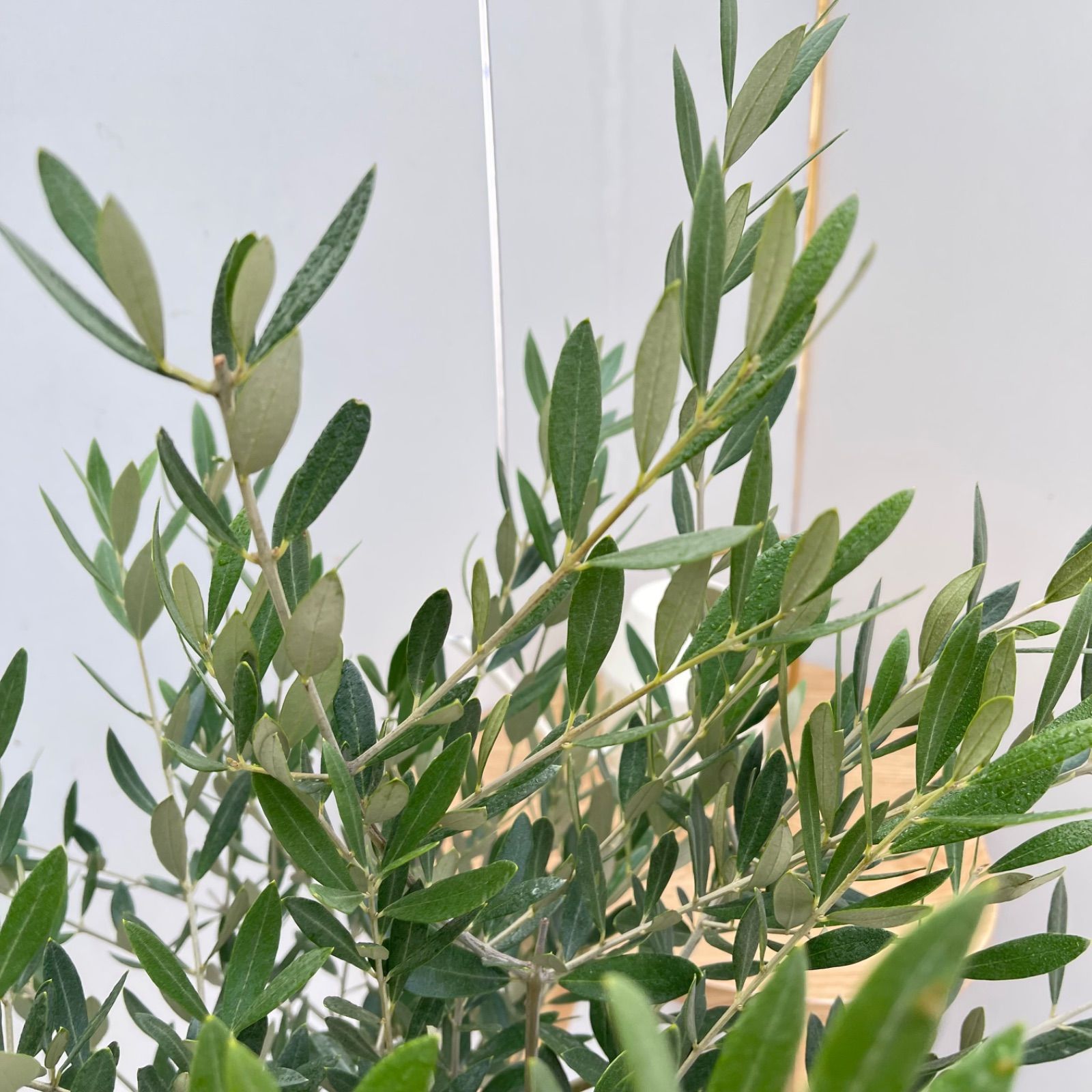 オリーブ ミッション 19【現品】観葉植物 大型 創樹 SOUJU 8号 - メルカリ