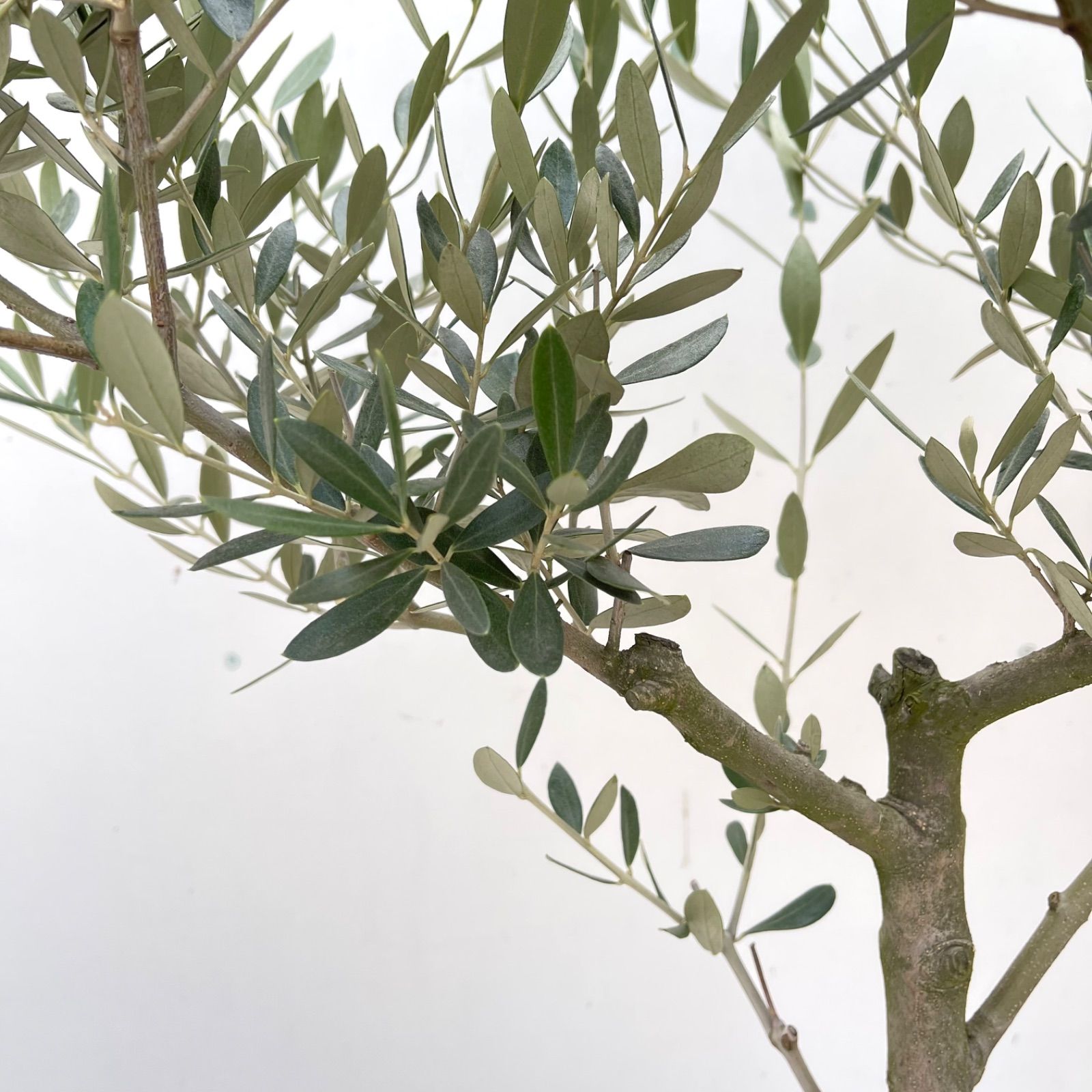 オリーブ ミッション 19【現品】観葉植物 大型 創樹 SOUJU 8号 - メルカリ