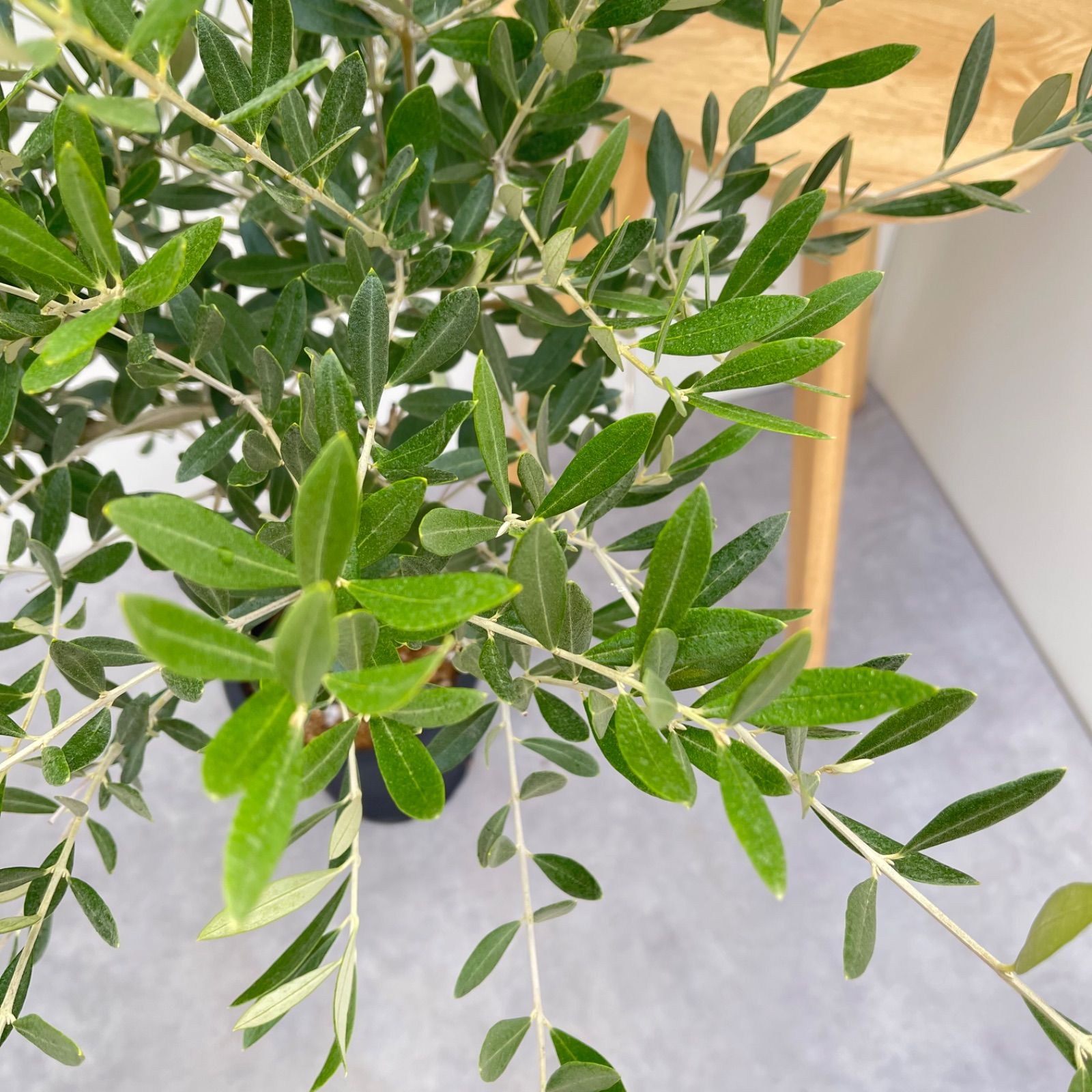 オリーブ ミッション 19【現品】観葉植物 大型 創樹 SOUJU 8号 - メルカリ