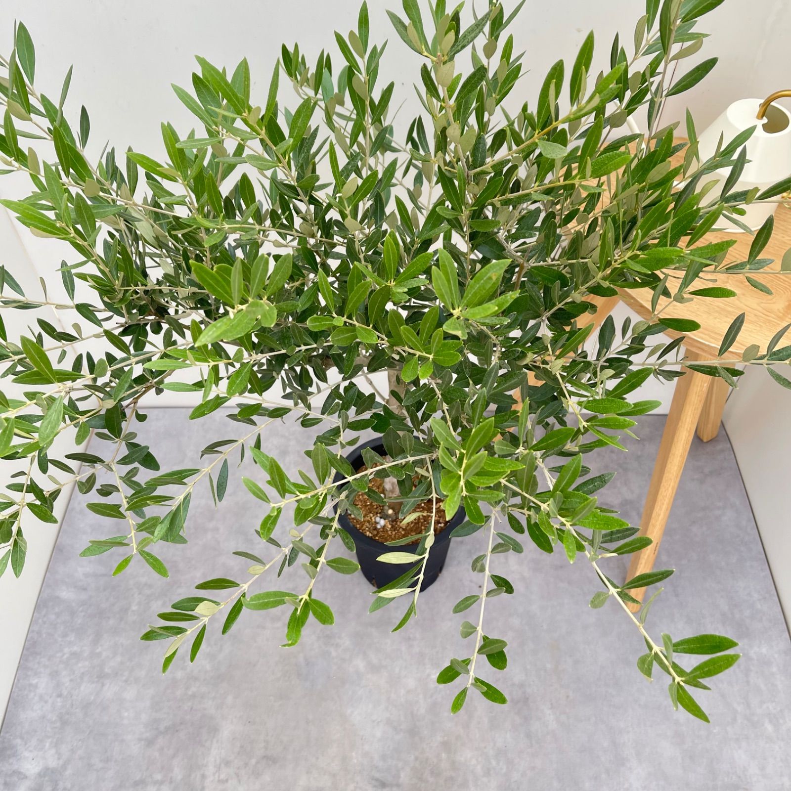 オリーブ ミッション 19【現品】観葉植物 大型 創樹 SOUJU 8号 - メルカリ