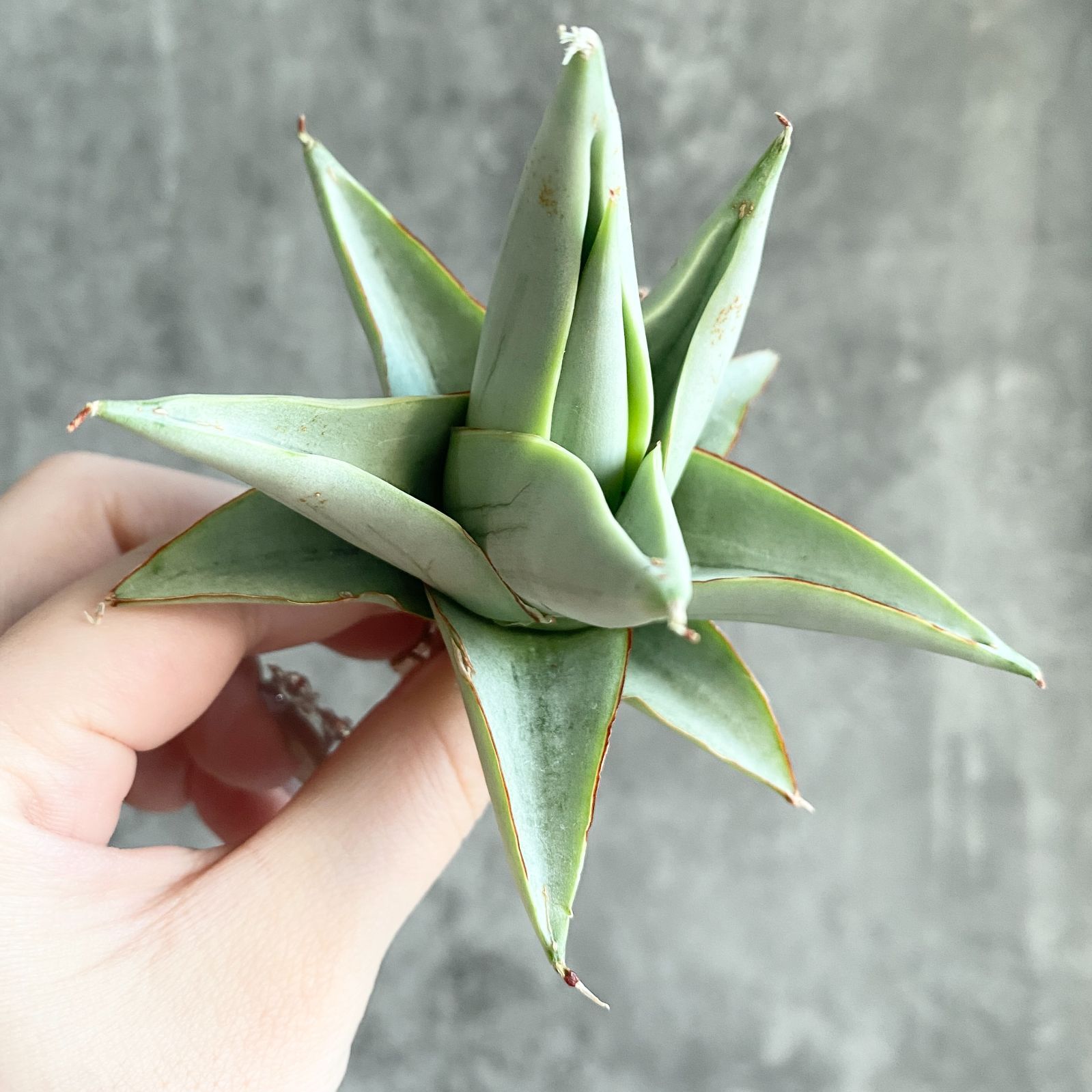 【S754】【SS級！！極上株！！】サンスベリア チャニン Thorut （アガベ ユーフォルビア サンセベリア ）