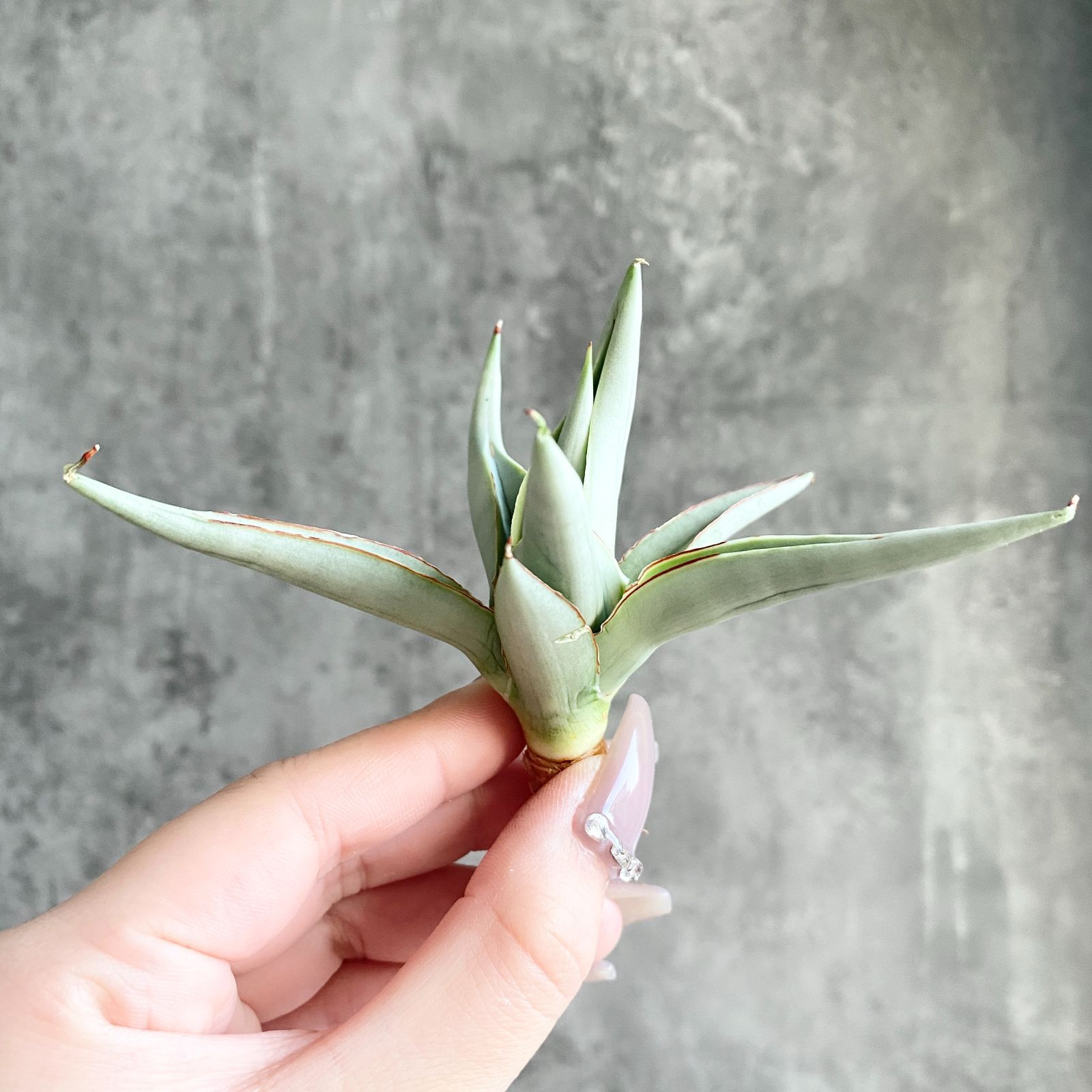 【S754】【SS級！！極上株！！】サンスベリア チャニン Thorut （アガベ ユーフォルビア サンセベリア ）