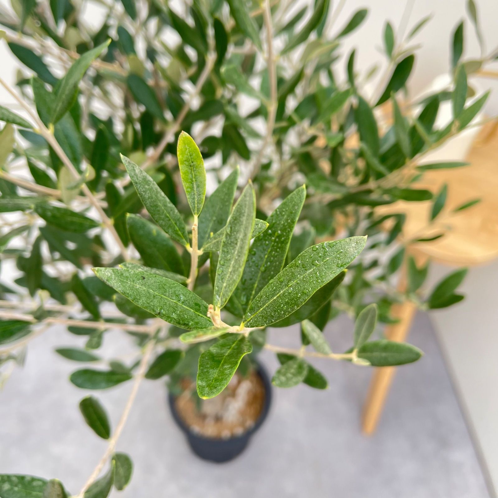 苗木・植木 オリーブ ミッション 6【現品】☆A級品☆ 観葉植物 創樹 SOUJU
